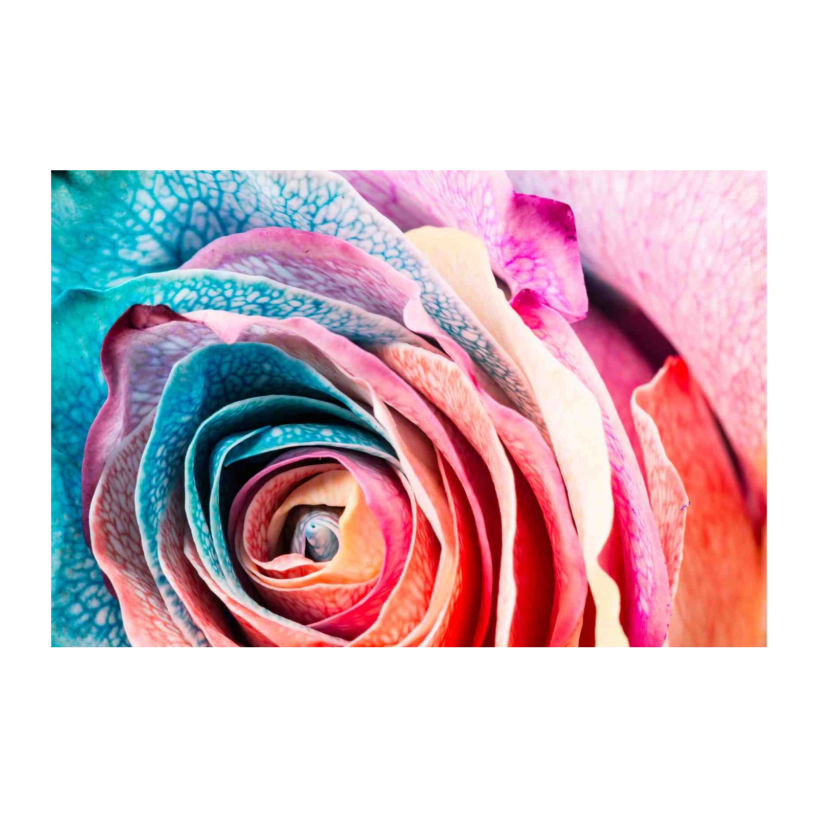 Vibrant Rainbow Rose Petals Wall Art