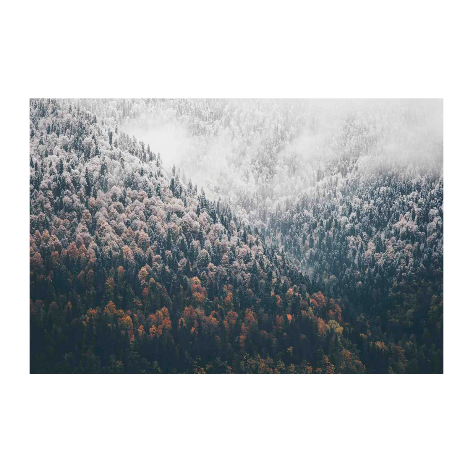 Misty Mountain Forest Wall Art
