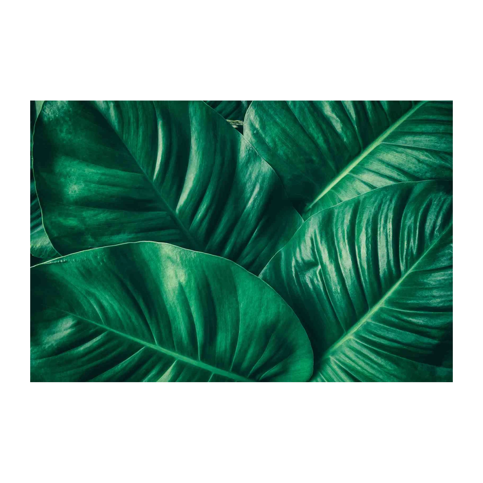 Lush Greenery Tropical Leaves Wall Art