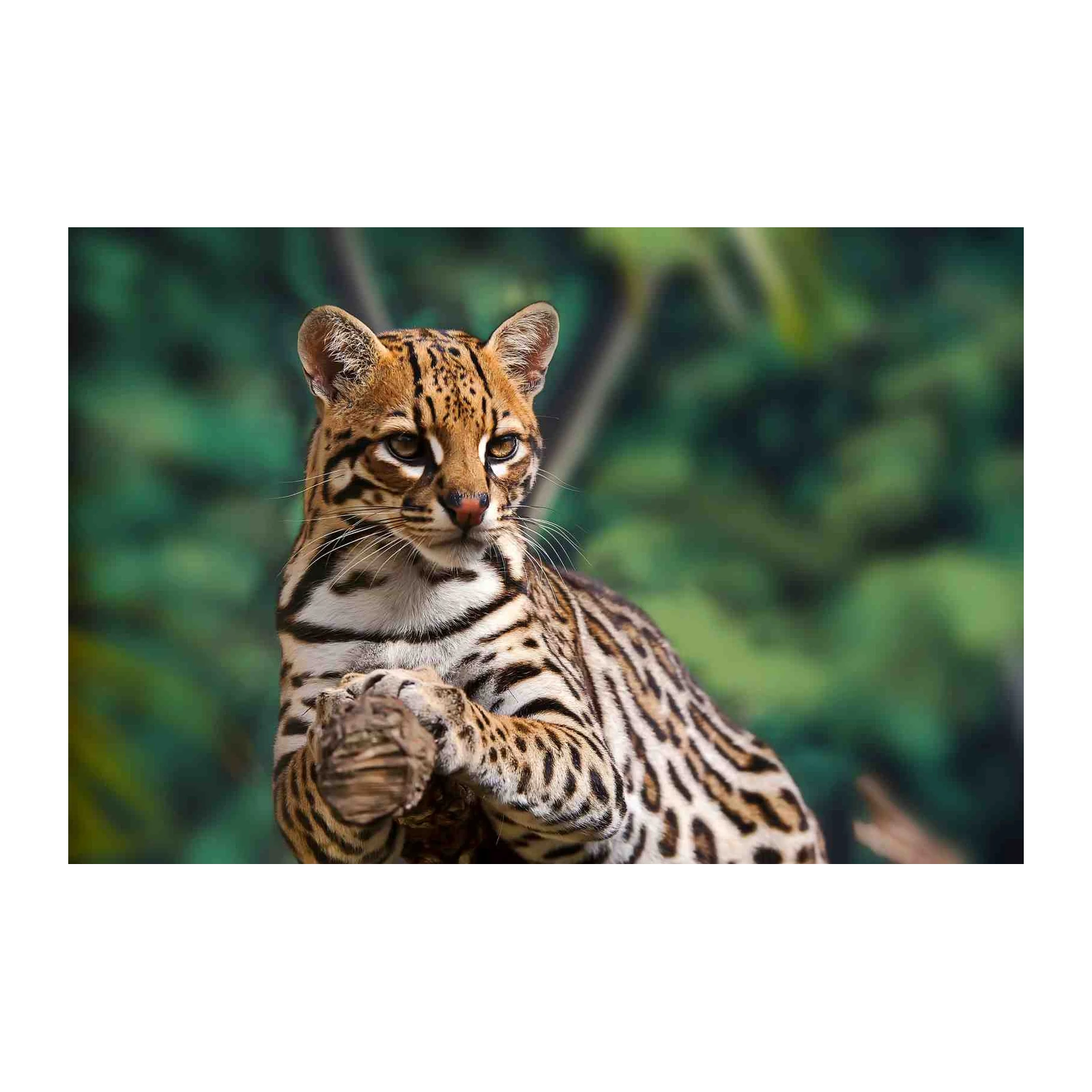 Majestic Ocelot Portrait Wall Art