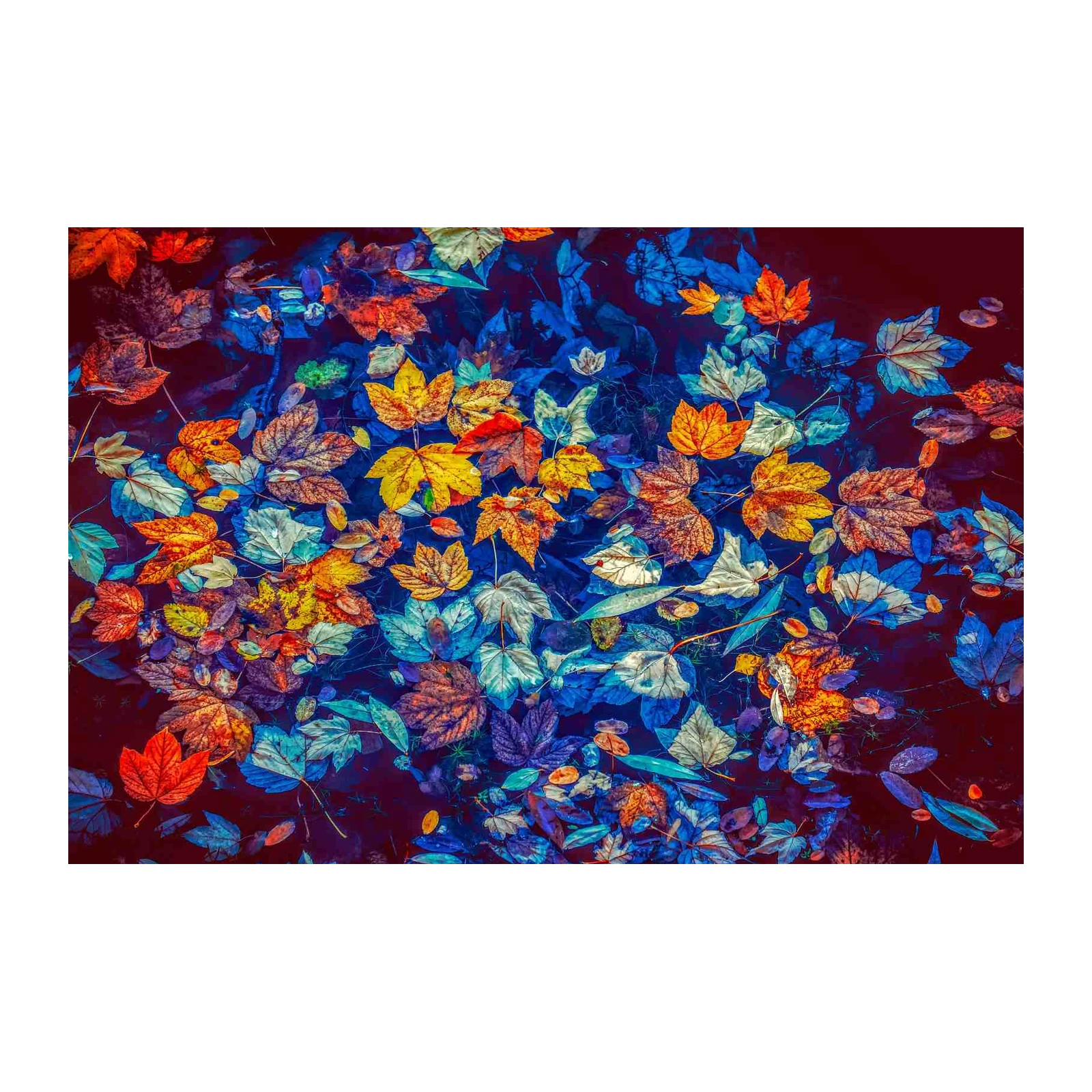 Vibrant Autumn Leaves Floating Wall Art