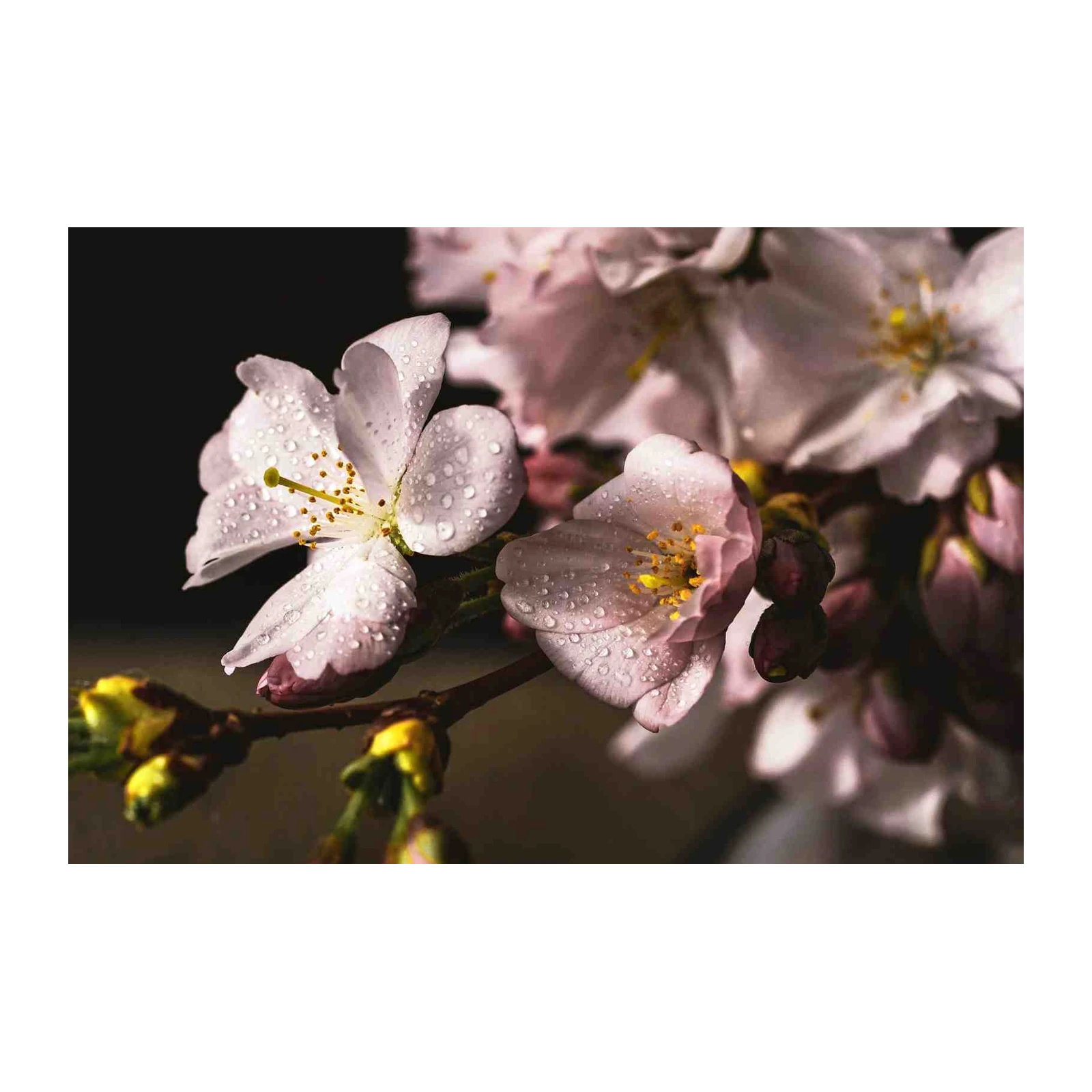 Delicate Dewy Blossom Fine Art Wall Art