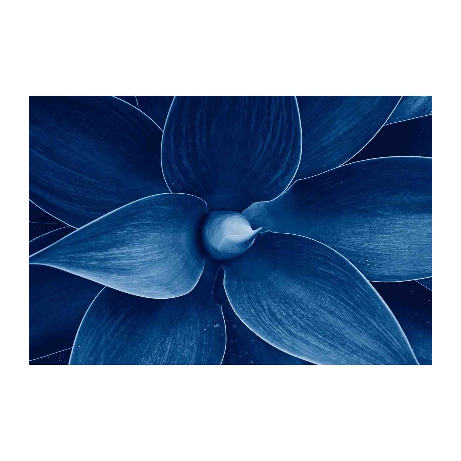 Deep Blue Agave Botanical Wall Art