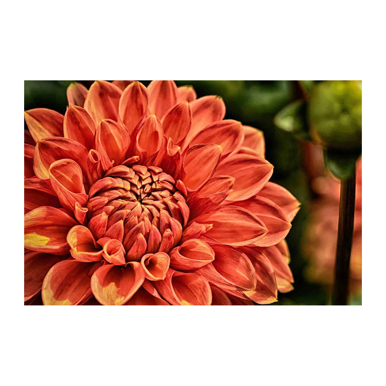 Vibrant Coral Dahlia Close-Up Wall Art