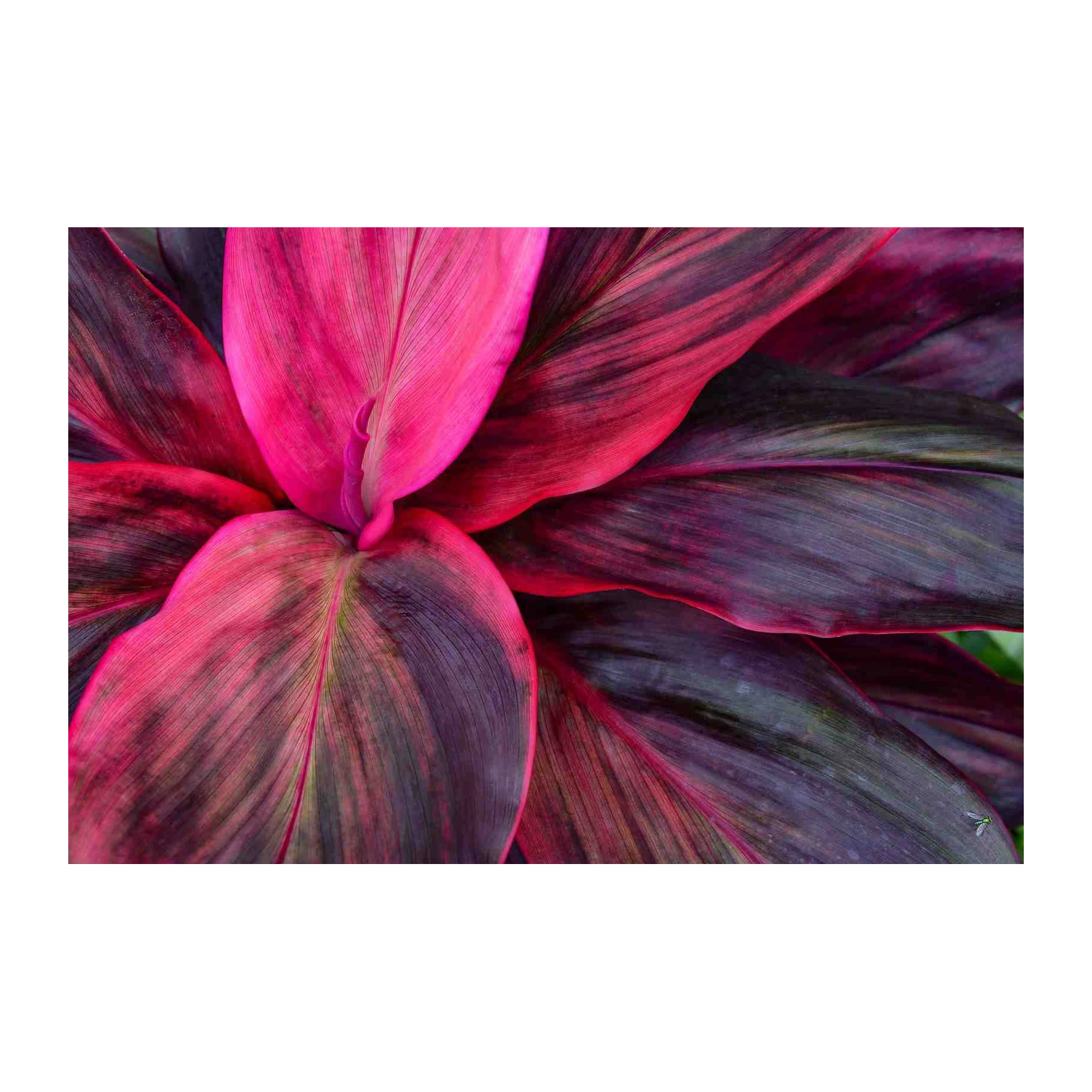 Vibrant Pink & Burgundy Tropical Leaves Wall Art