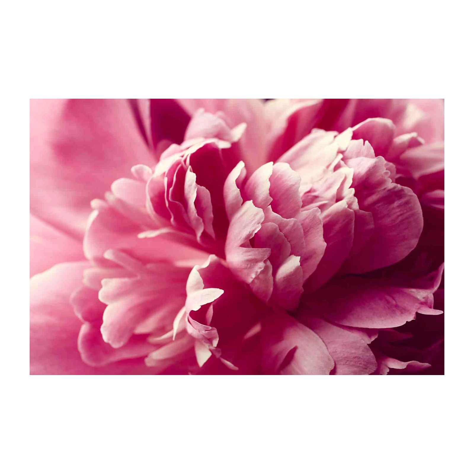 Vibrant Pink Peony Floral Wall Art