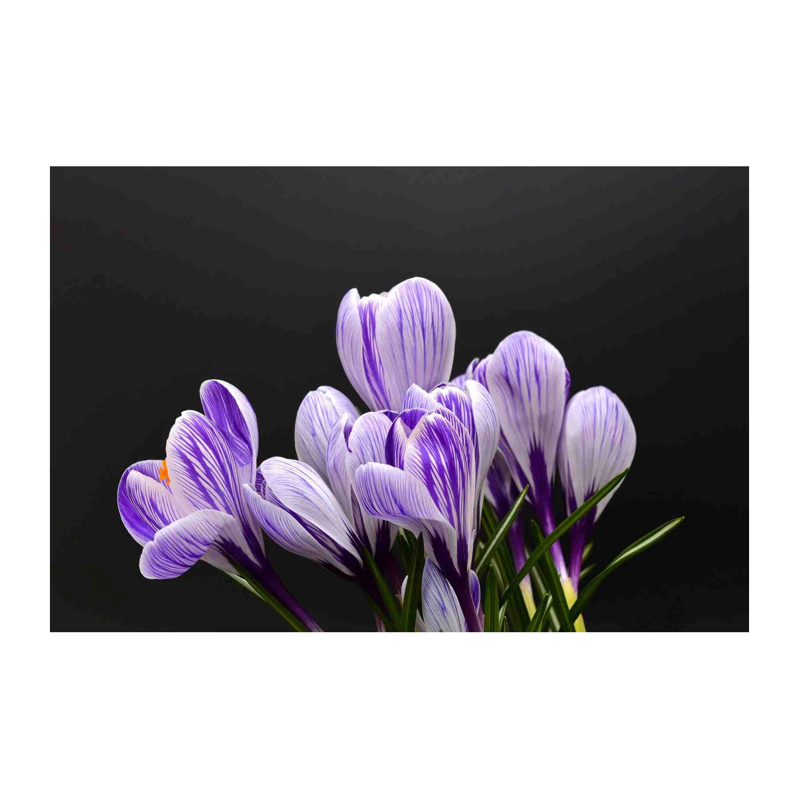 Purple Striped Crocus Bloom Wall Art