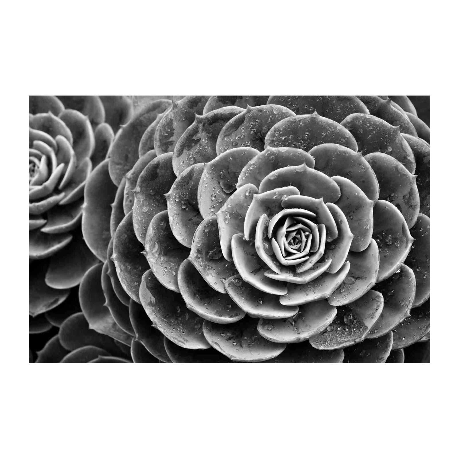 Monochromatic Succulent Macro Wall Art