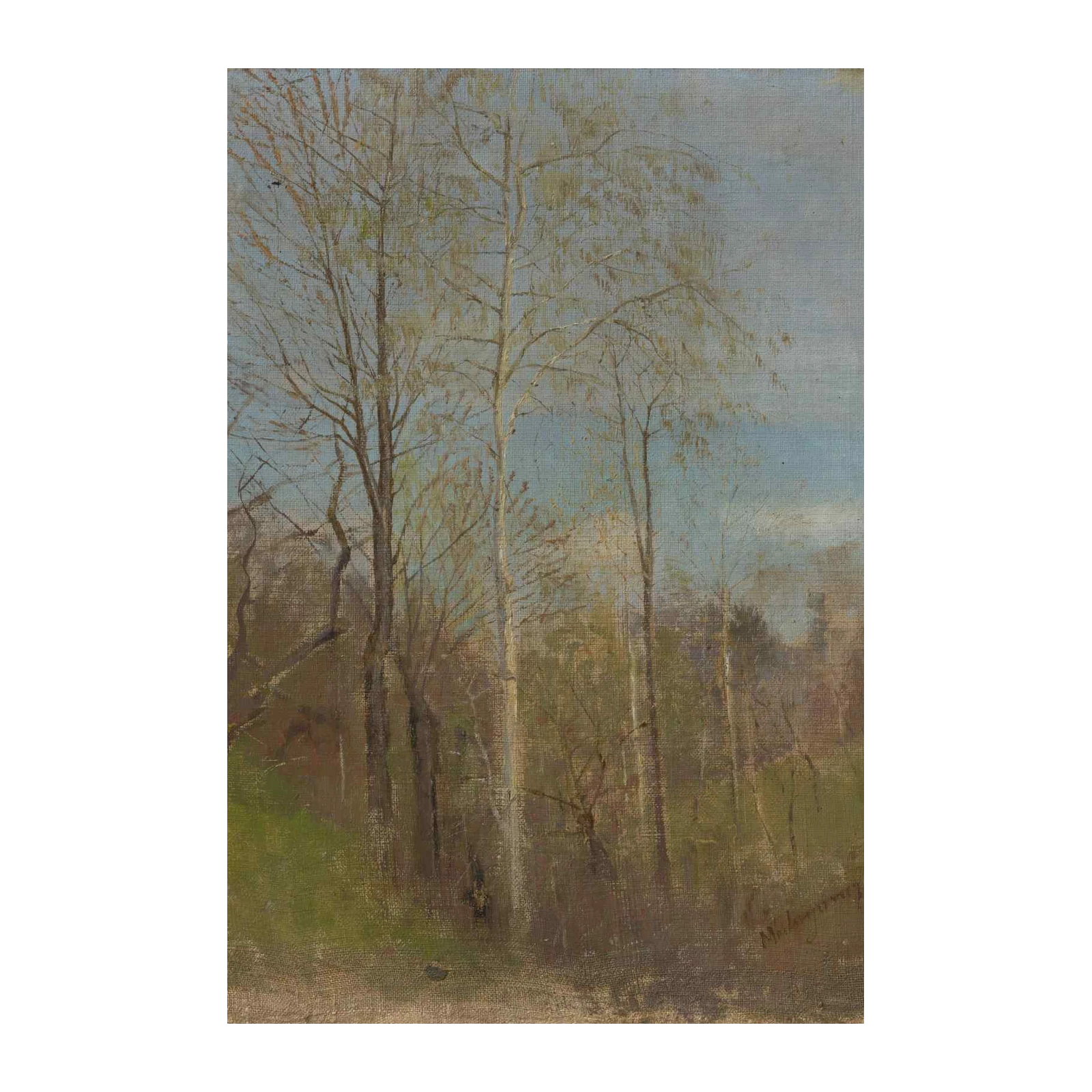 Serene Birch Forest Early Spring Wall Art
