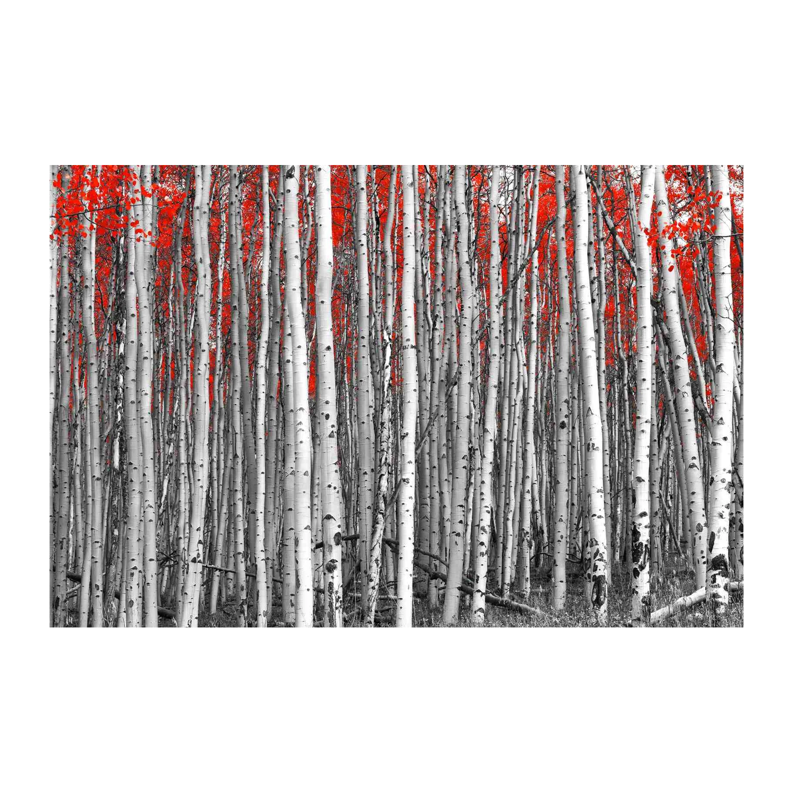 Vibrant Red Aspen Forest Wall Art