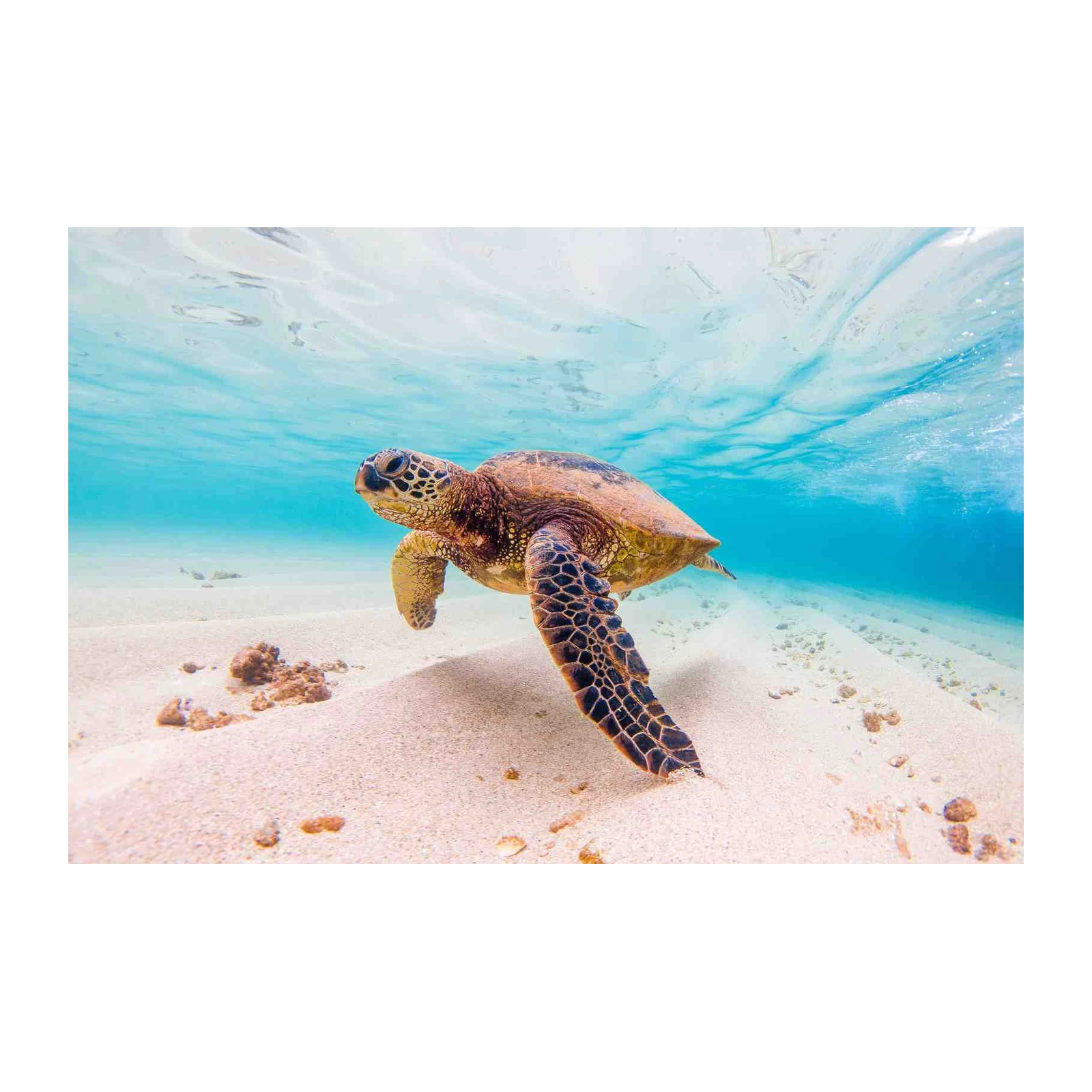 Majestic Sea Turtle Ocean Serenity Wall Art