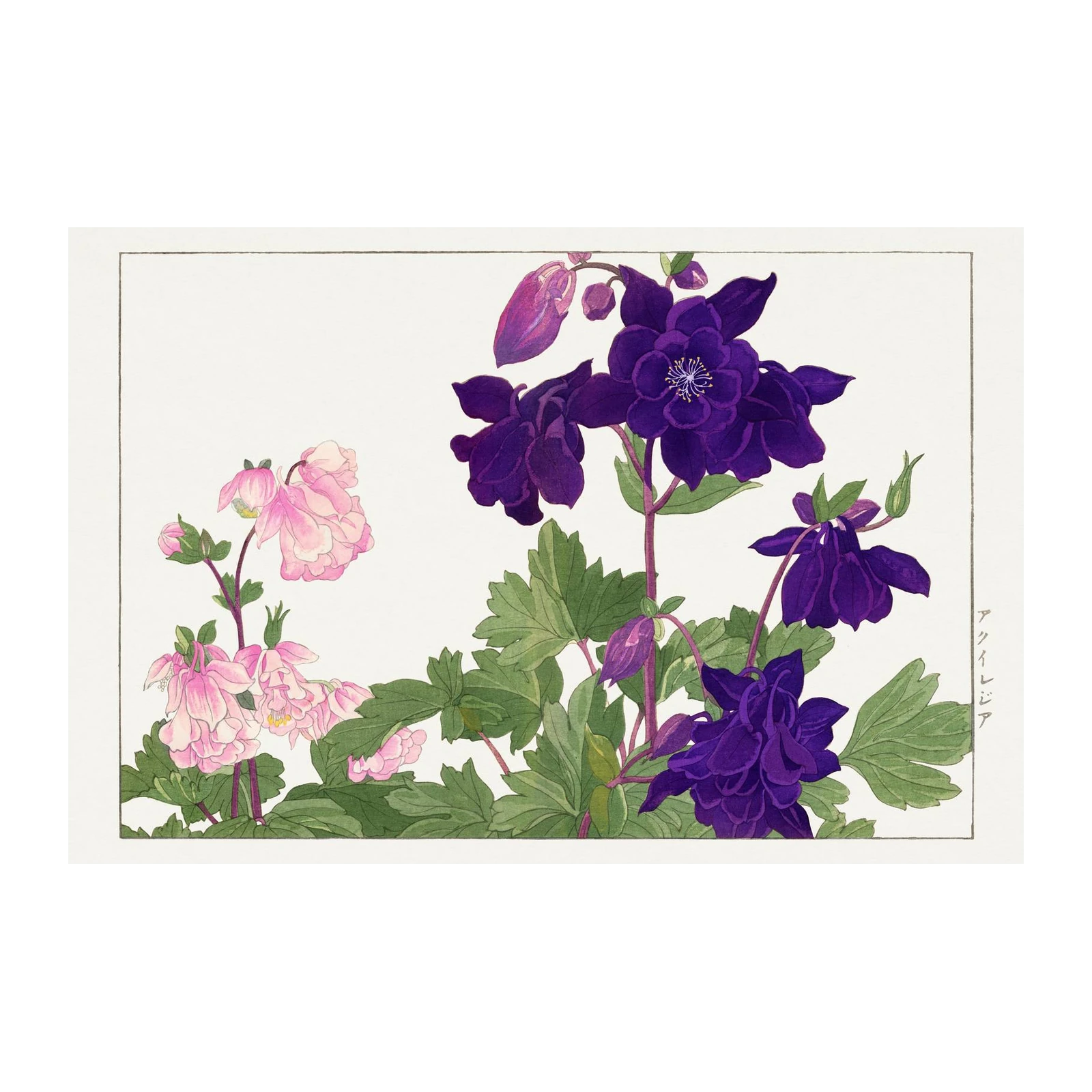 Elegant Purple & Pink Columbine Floral Wall Art