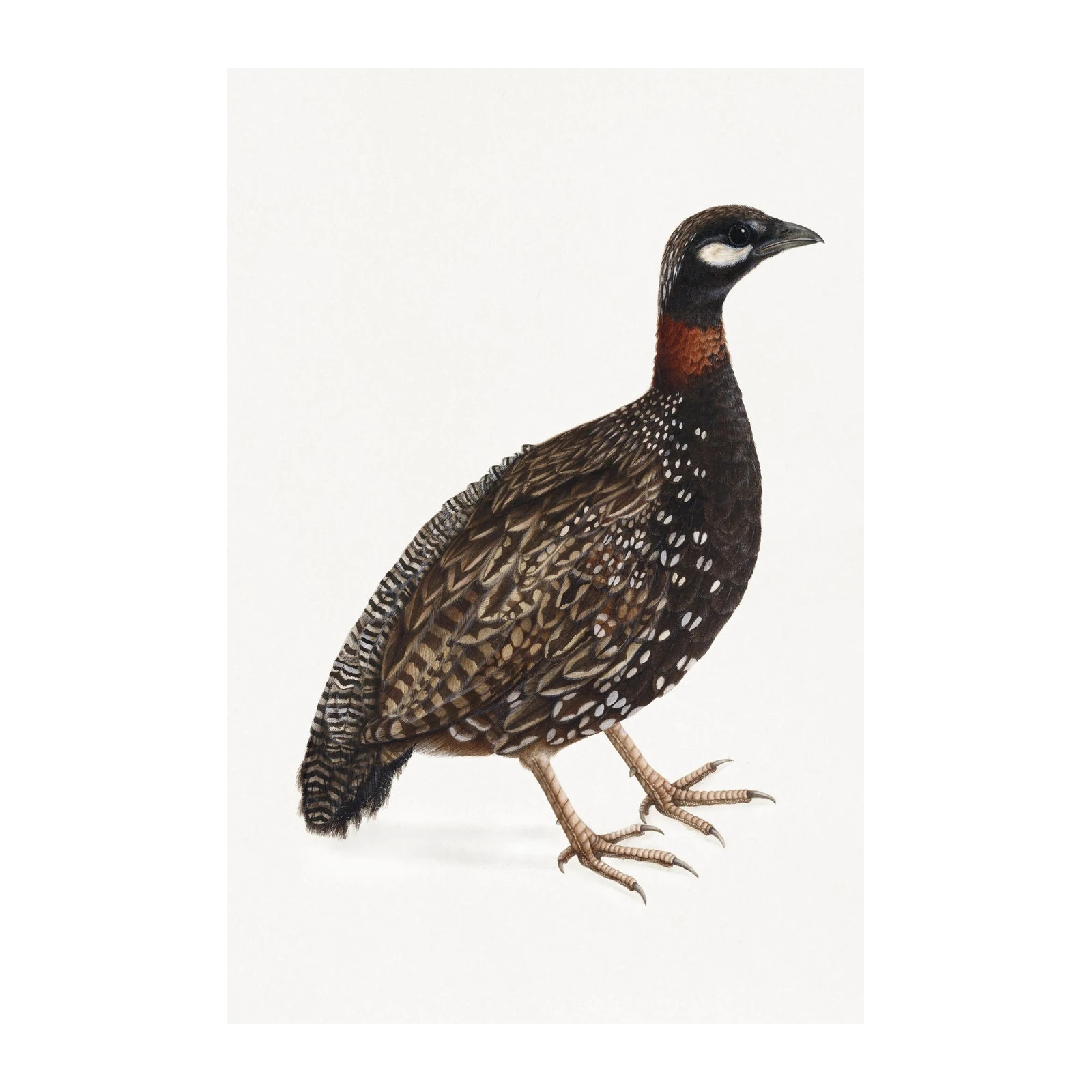 Exquisite Partridge Nature Art Wall Art