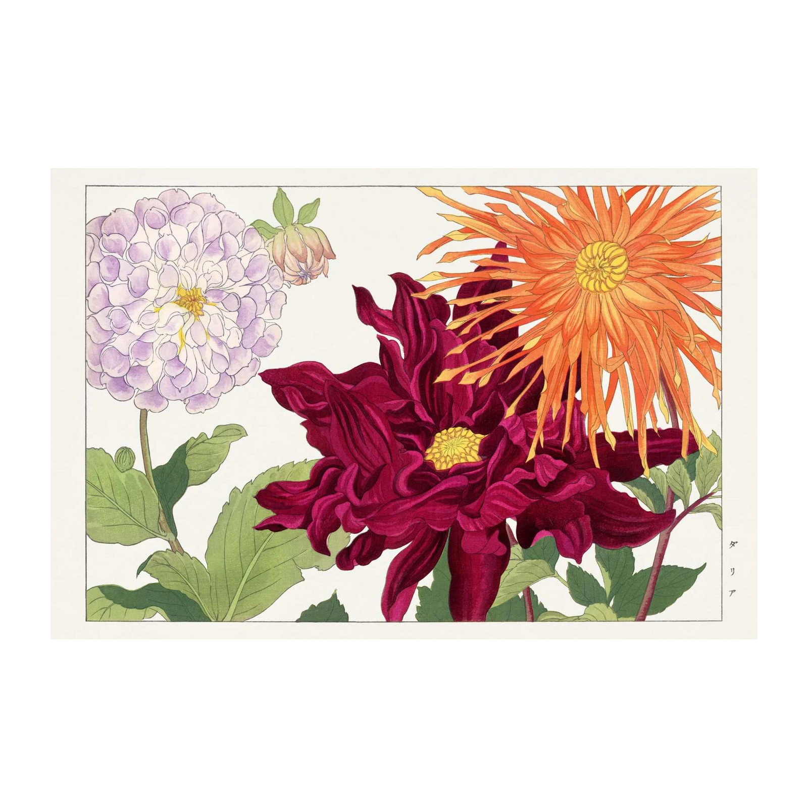 Exotic Dahlia Floral Botanical Wall Art