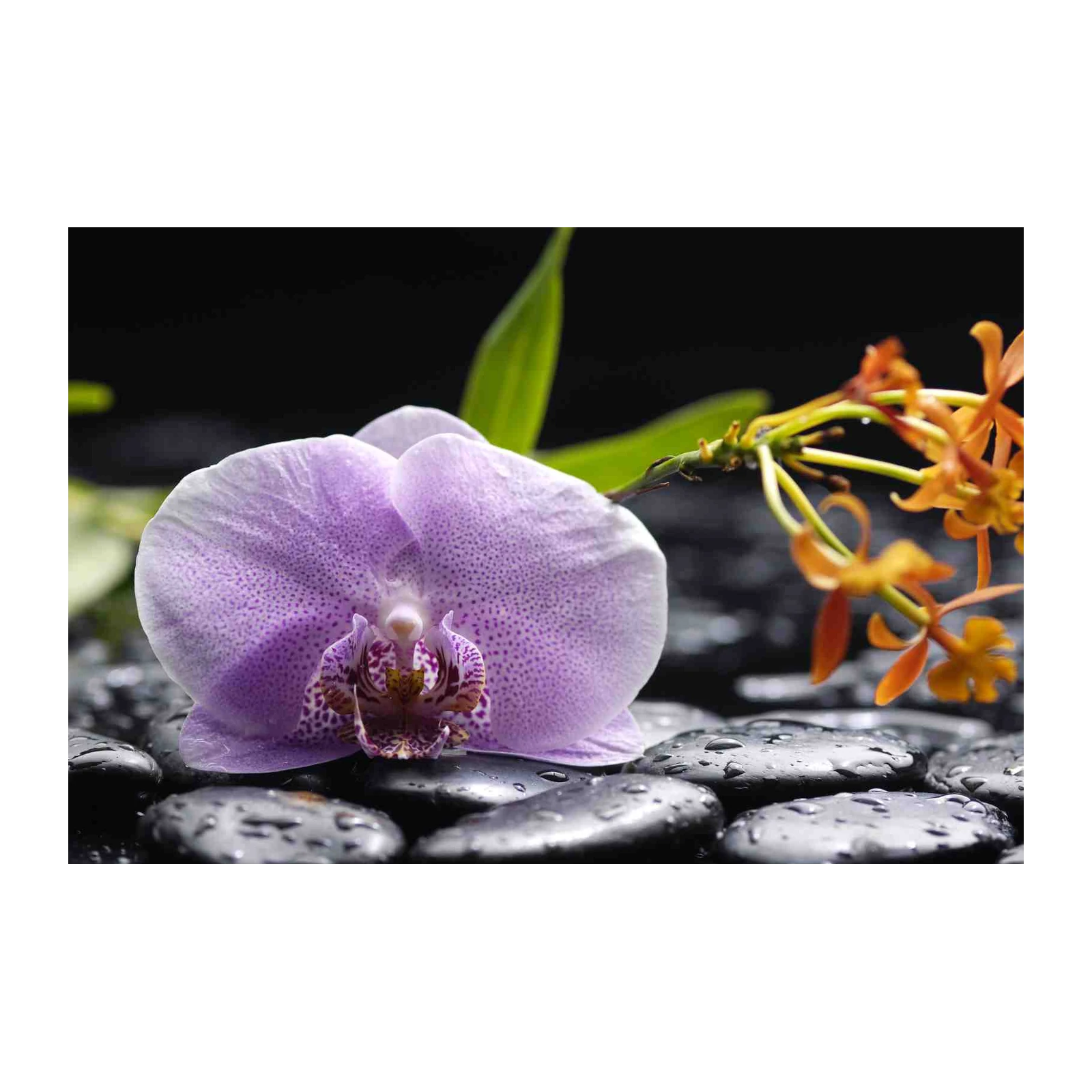 Serene Orchid Zen Garden Wall Art