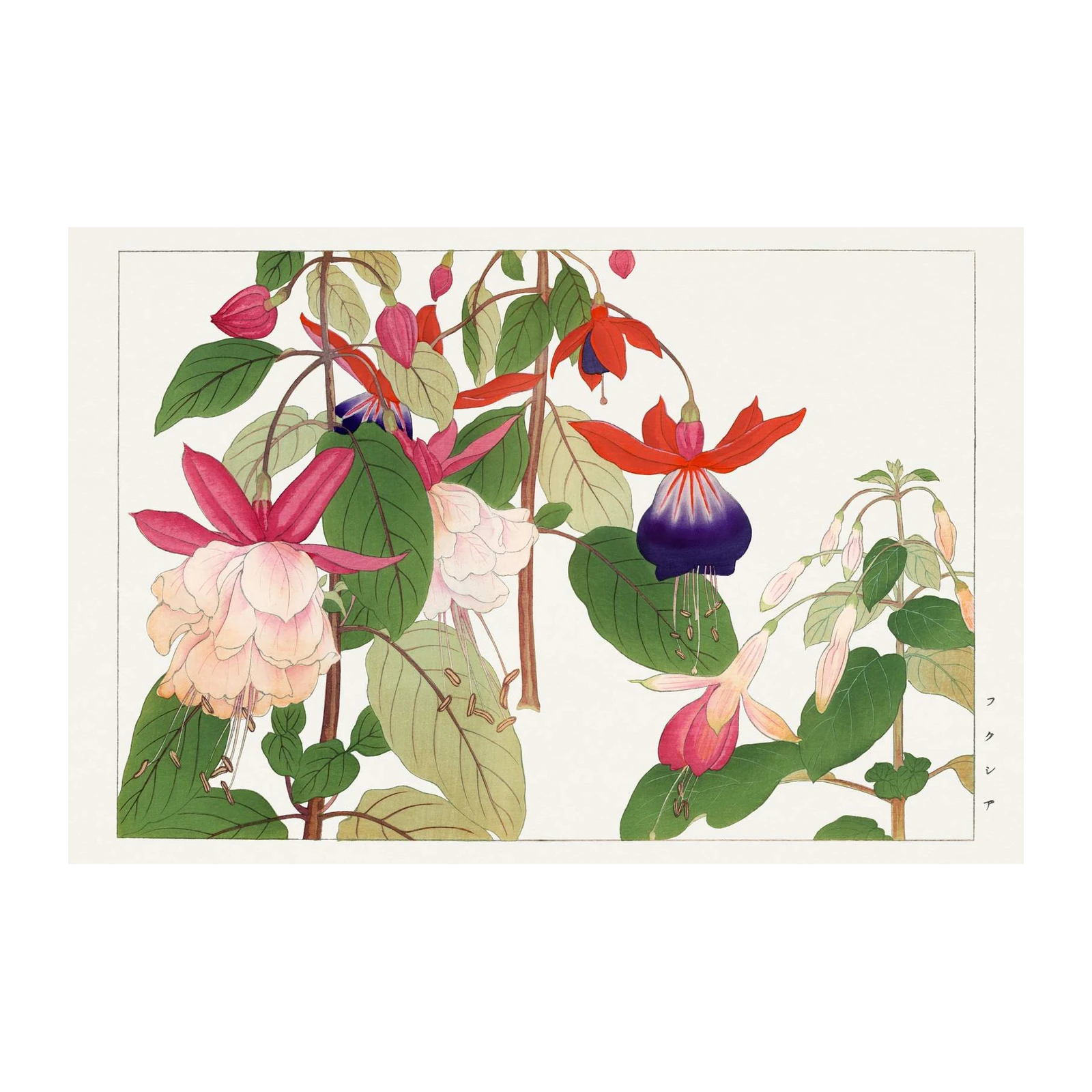 Vibrant Fuchsia Botanical Art Wall Art