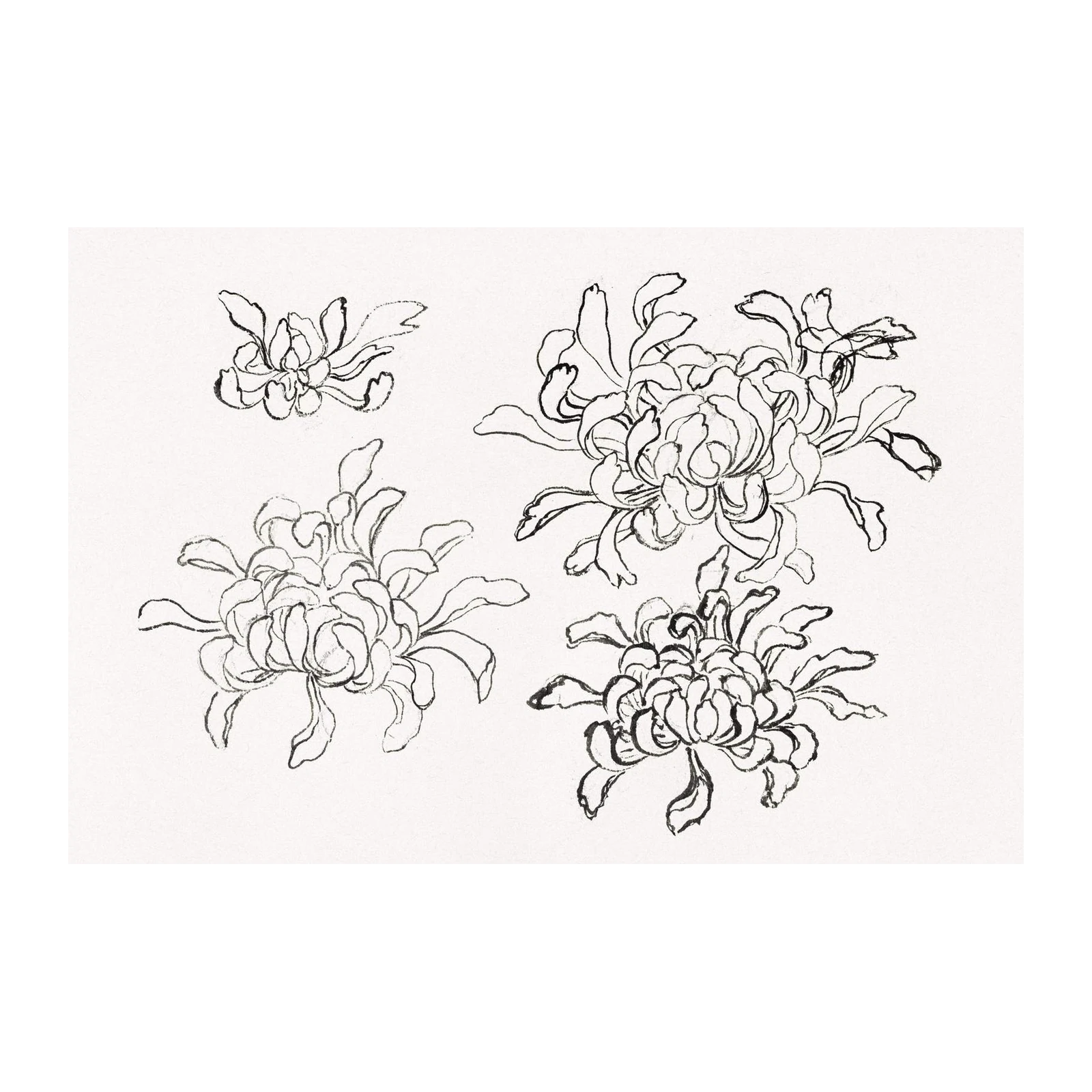 Elegant Chrysanthemum Line Art Wall Art