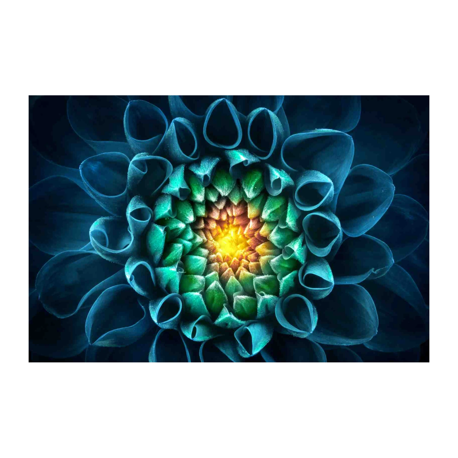 Enchanting Blue Dahlia Macro Wall Art