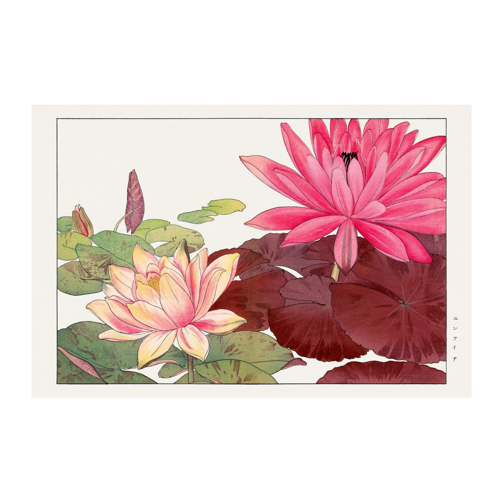 Vibrant Water Lily Floral Wall Art