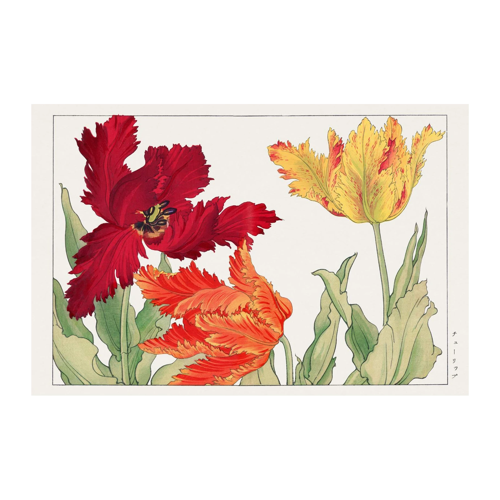 Vibrant Parrot Tulip Floral Wall Art