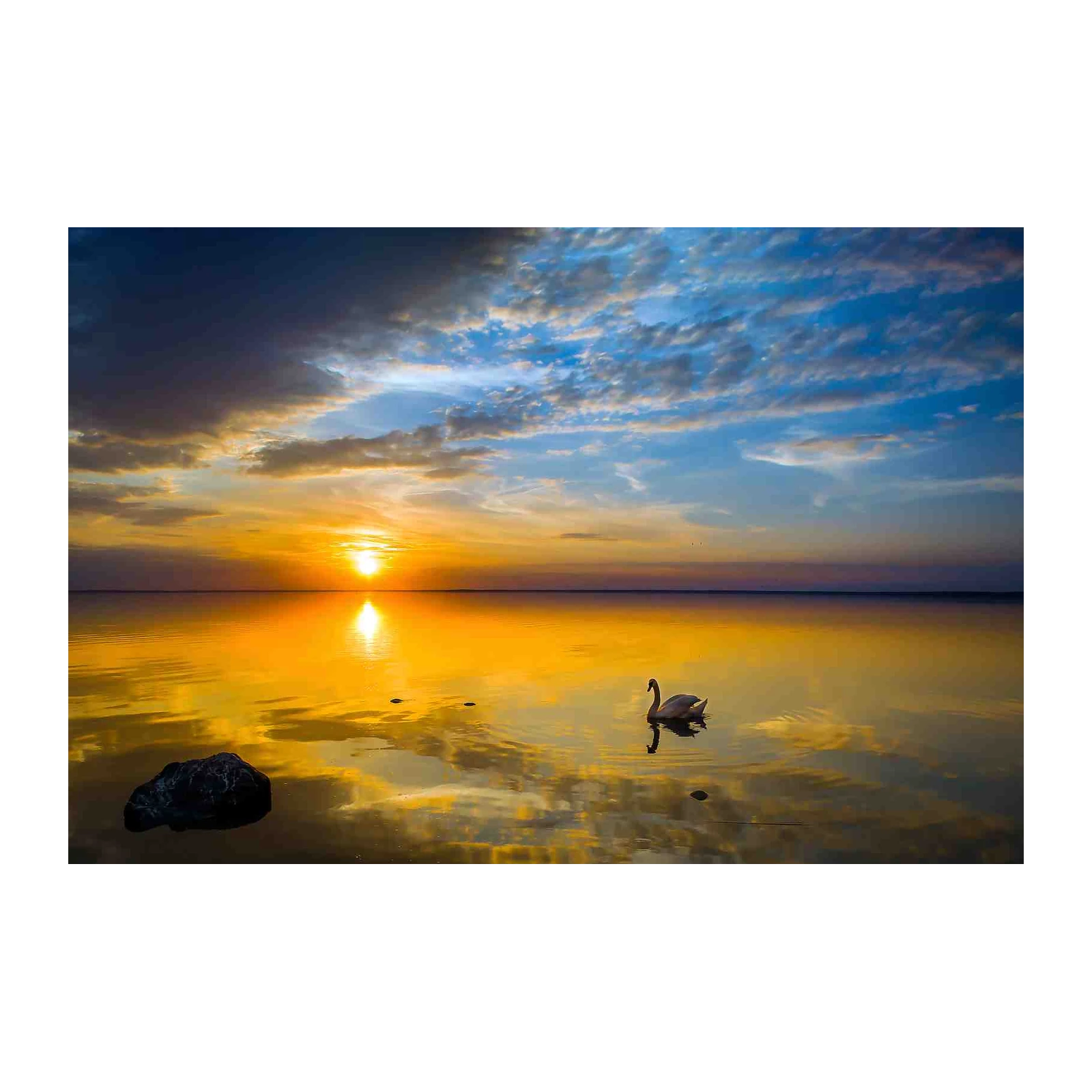 Tranquil Swan Sunset Serenity Wall Art