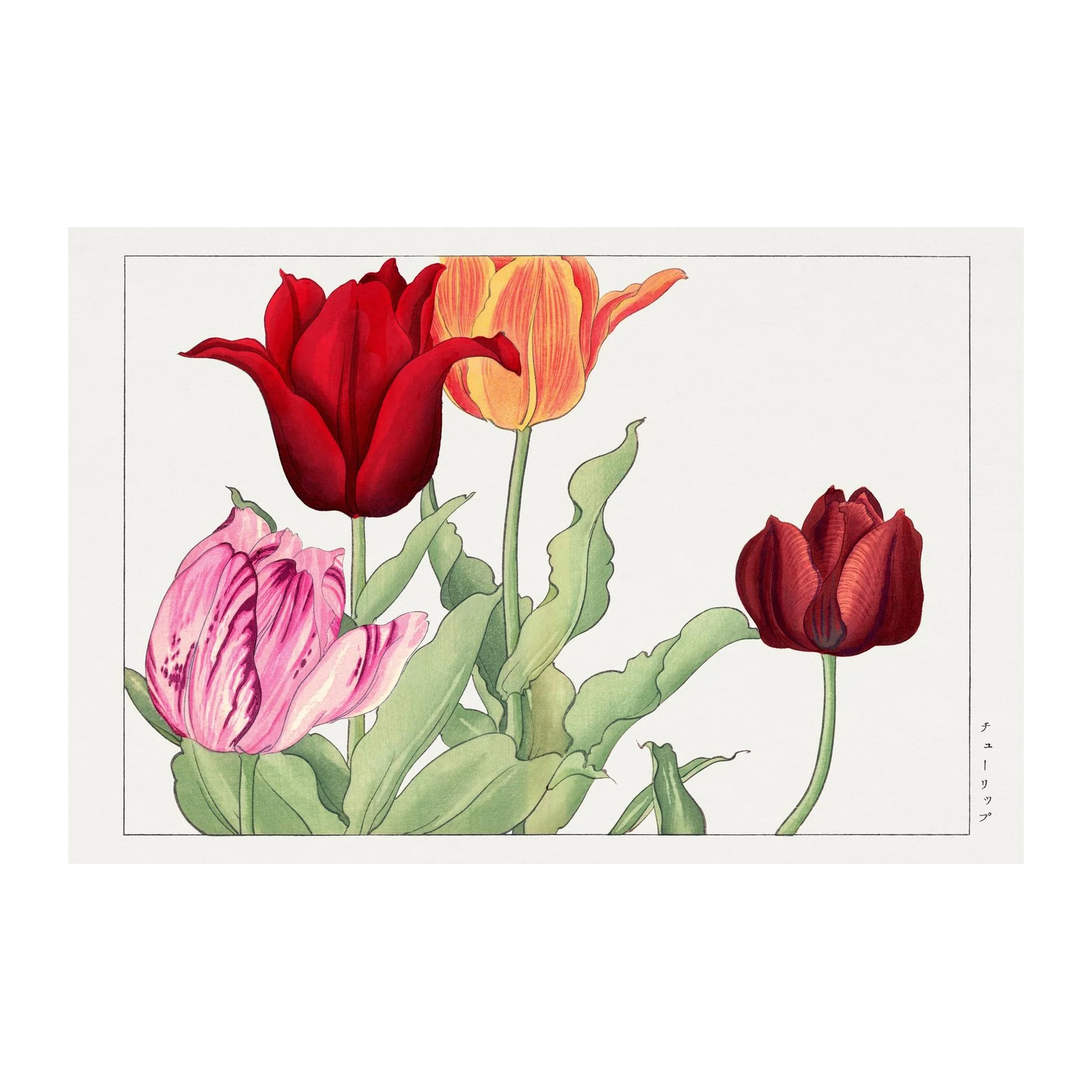 Vintage Tulip Botanical Art Wall Art