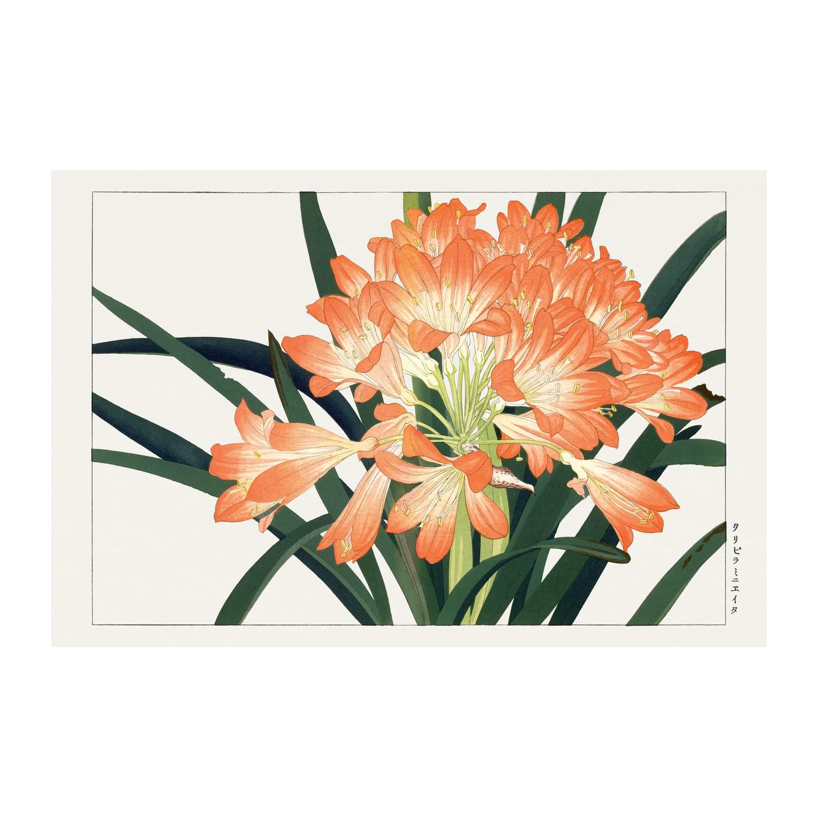 Vibrant Orange Clivia Flower Wall Art