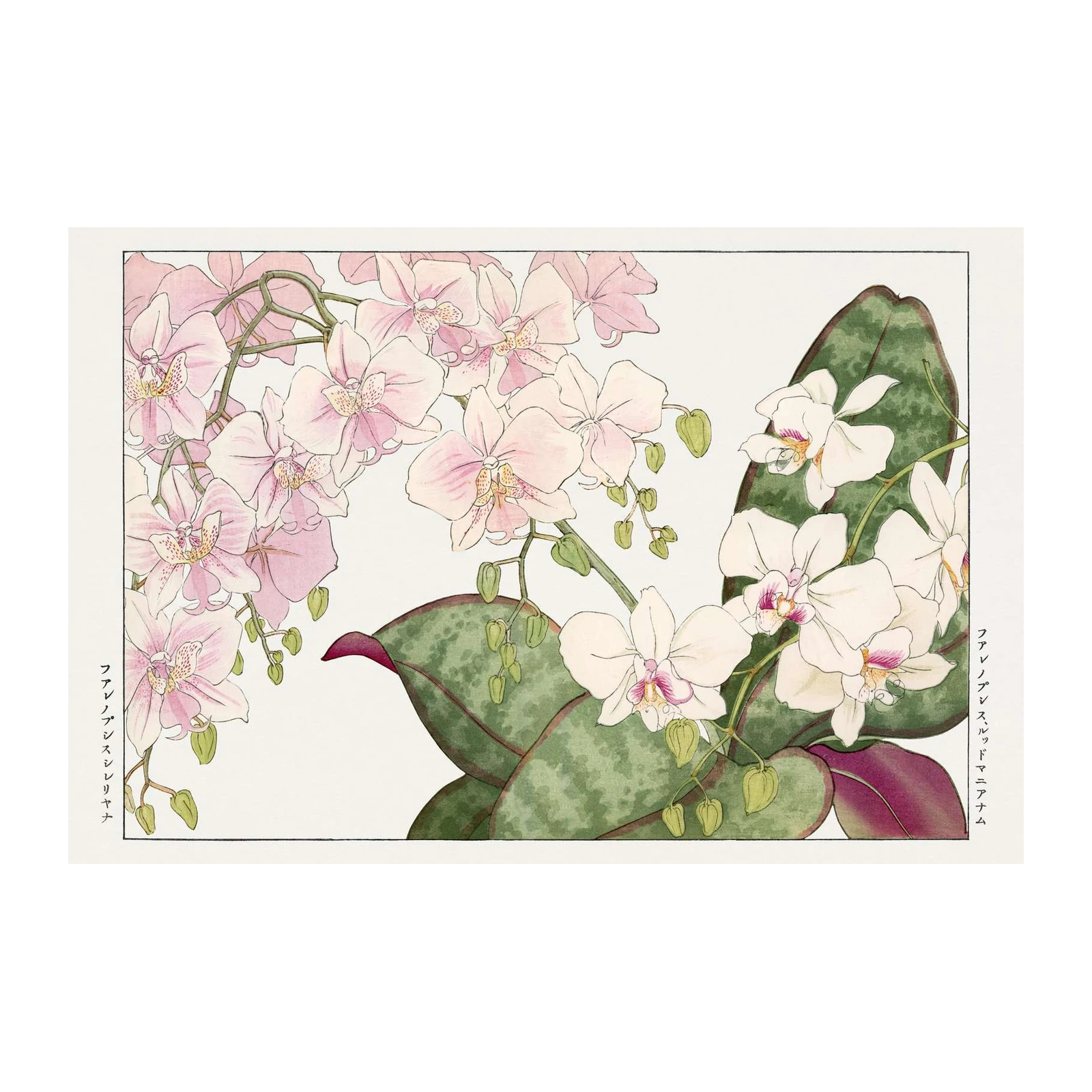 Elegant Orchid Botanical Japanese Art Wall Art