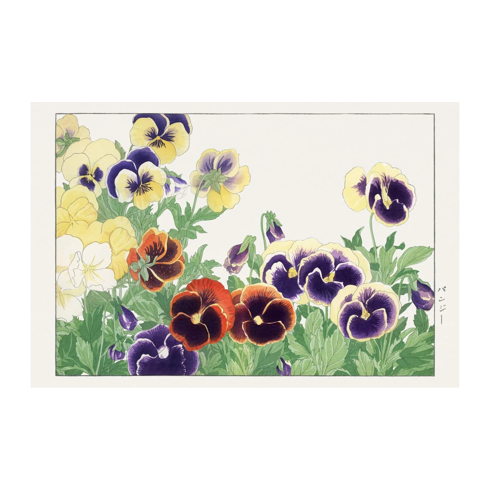 Vibrant Pansy Blossom Art Wall Art
