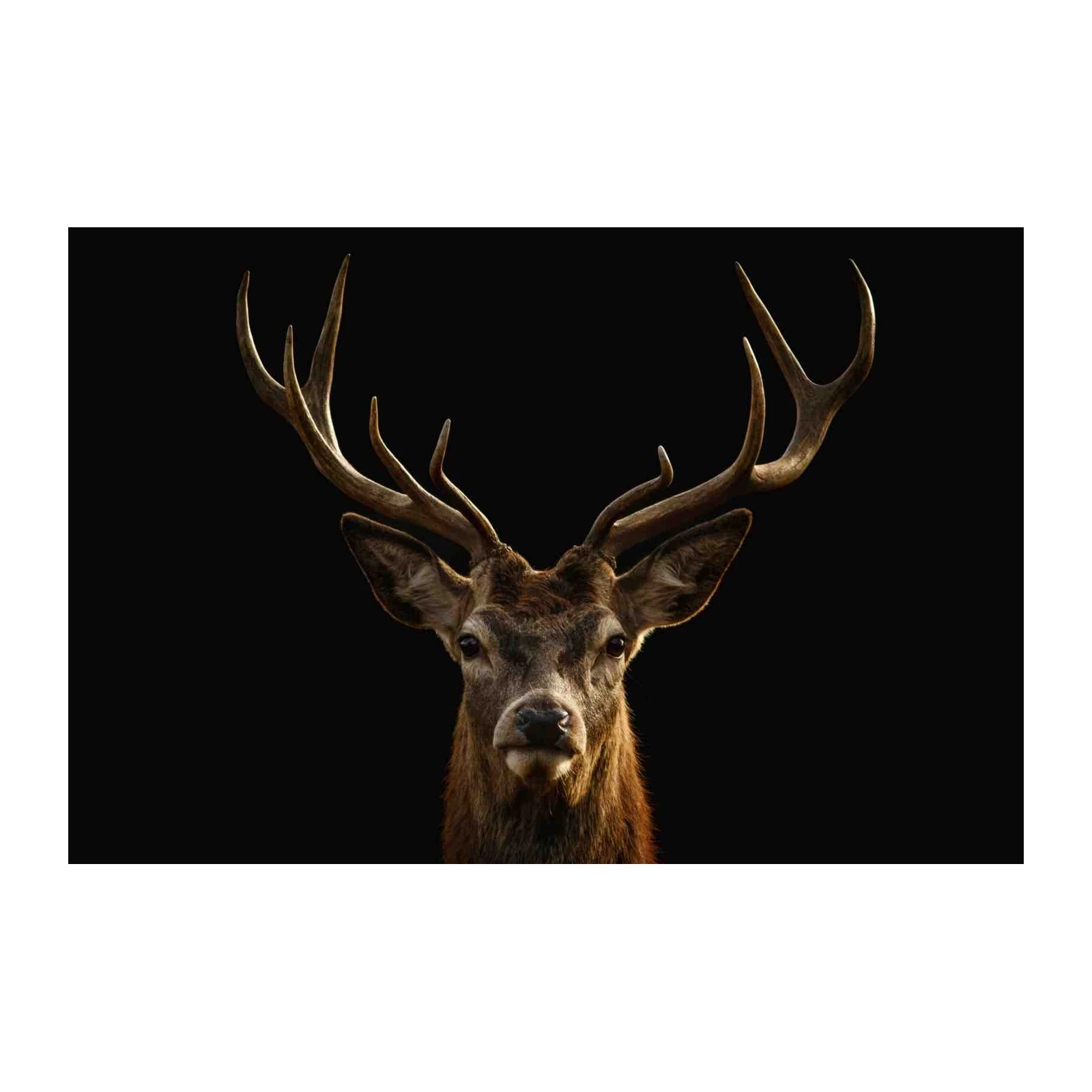 Majestic Stag Wildlife Wall Art