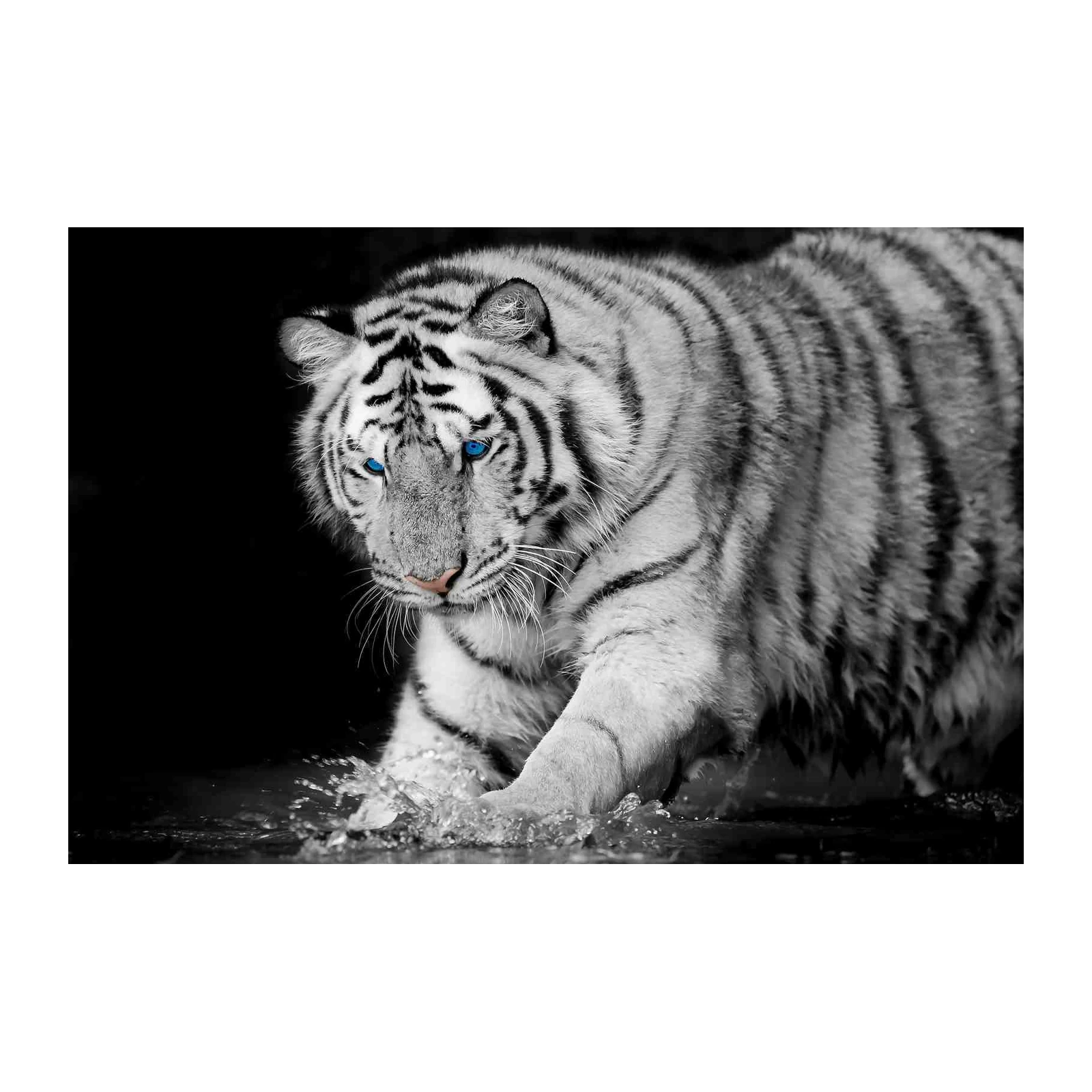 Majestic White Tiger Blue Eyes Wall Art