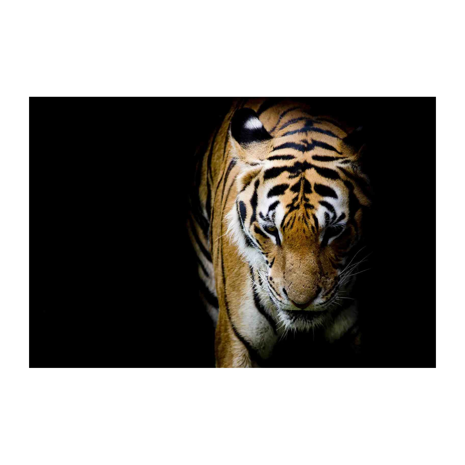 Majestic Tiger Portrait Wall Art Wall Art