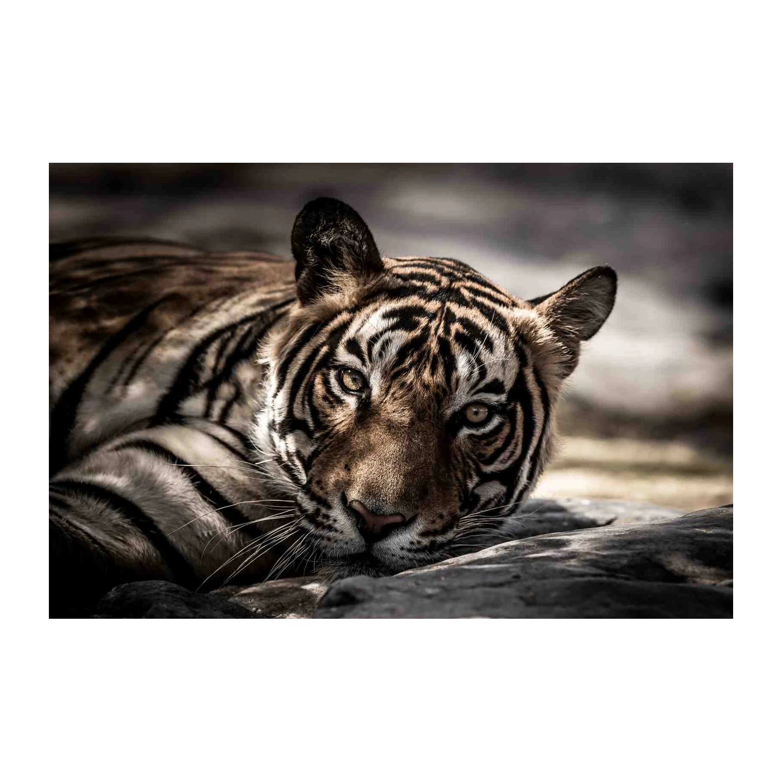 Majestic Tiger Portrait Wall Art