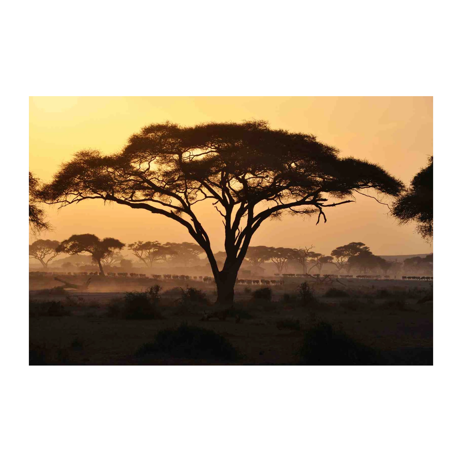 African Savannah Sunset Silhouette Wall Art