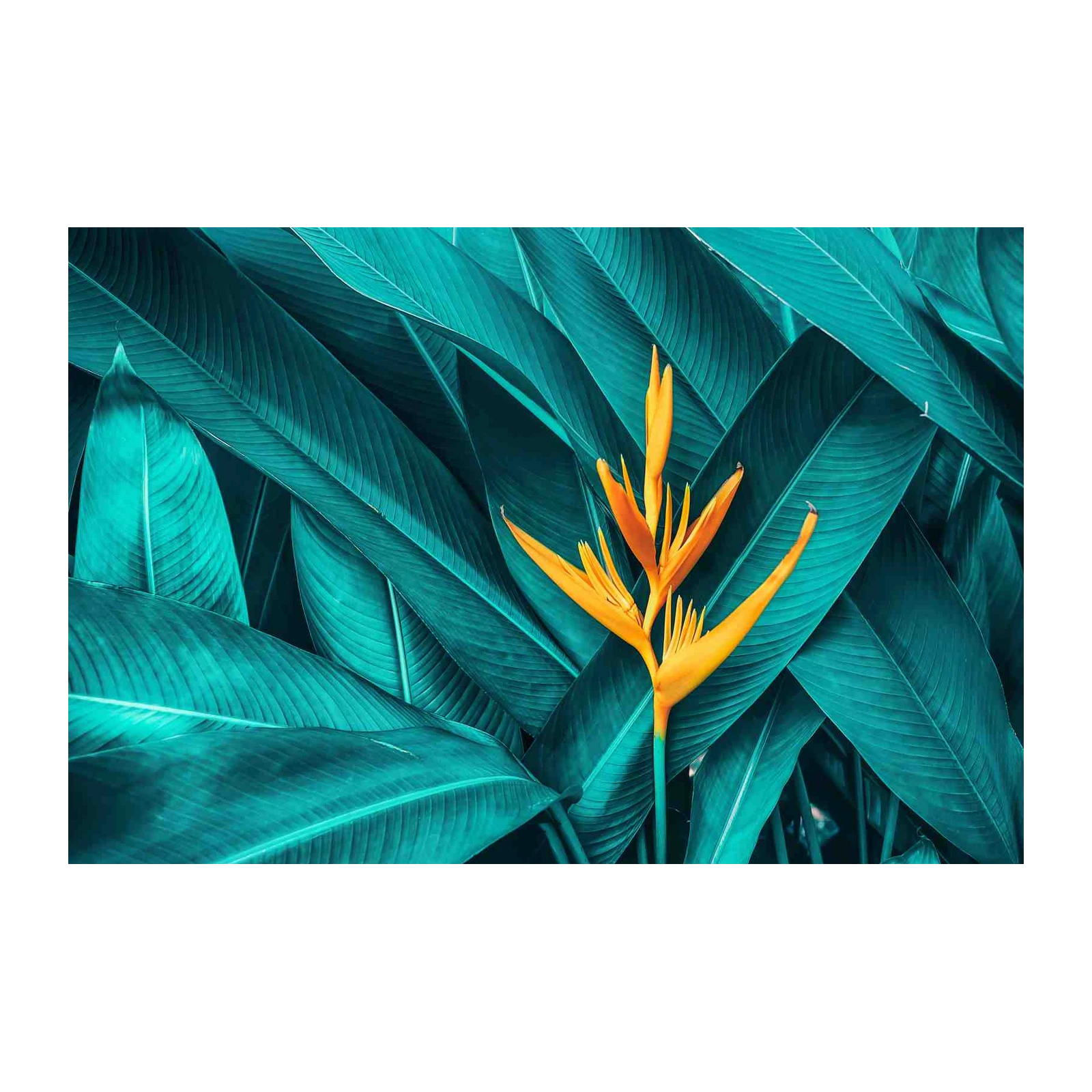 Tropical Paradise Heliconia Wall Art