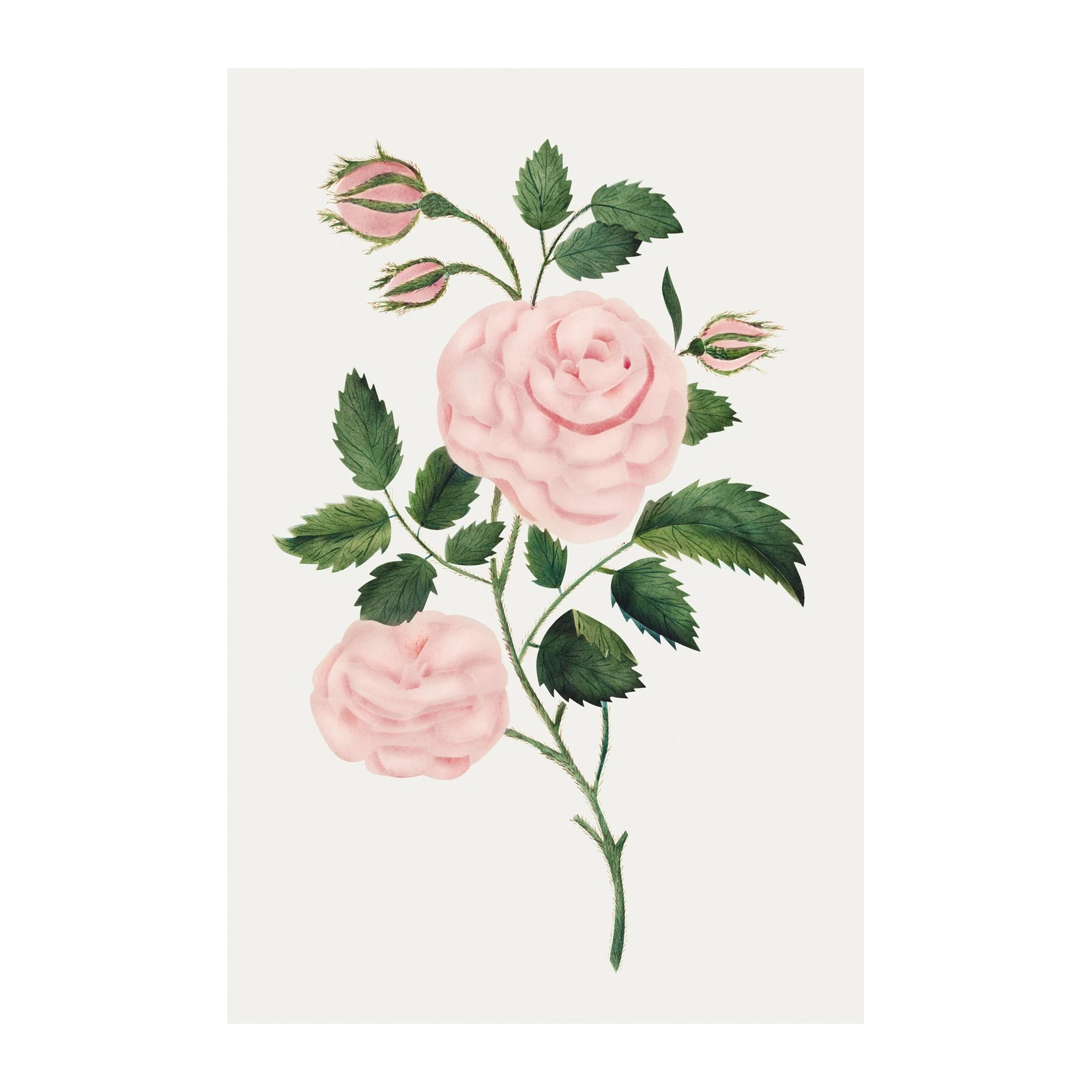 Vintage Pink Rose Botanical Art Wall Art