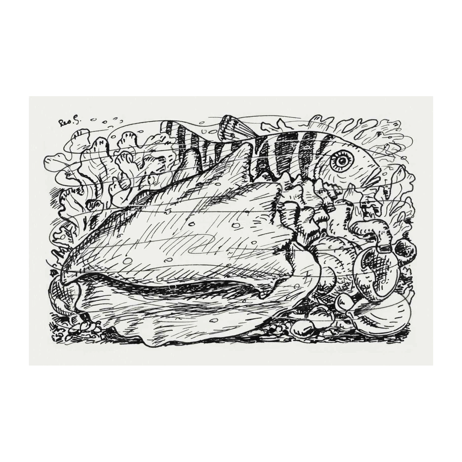 Marine Life Sketch Coastal Wall Art Wall Art