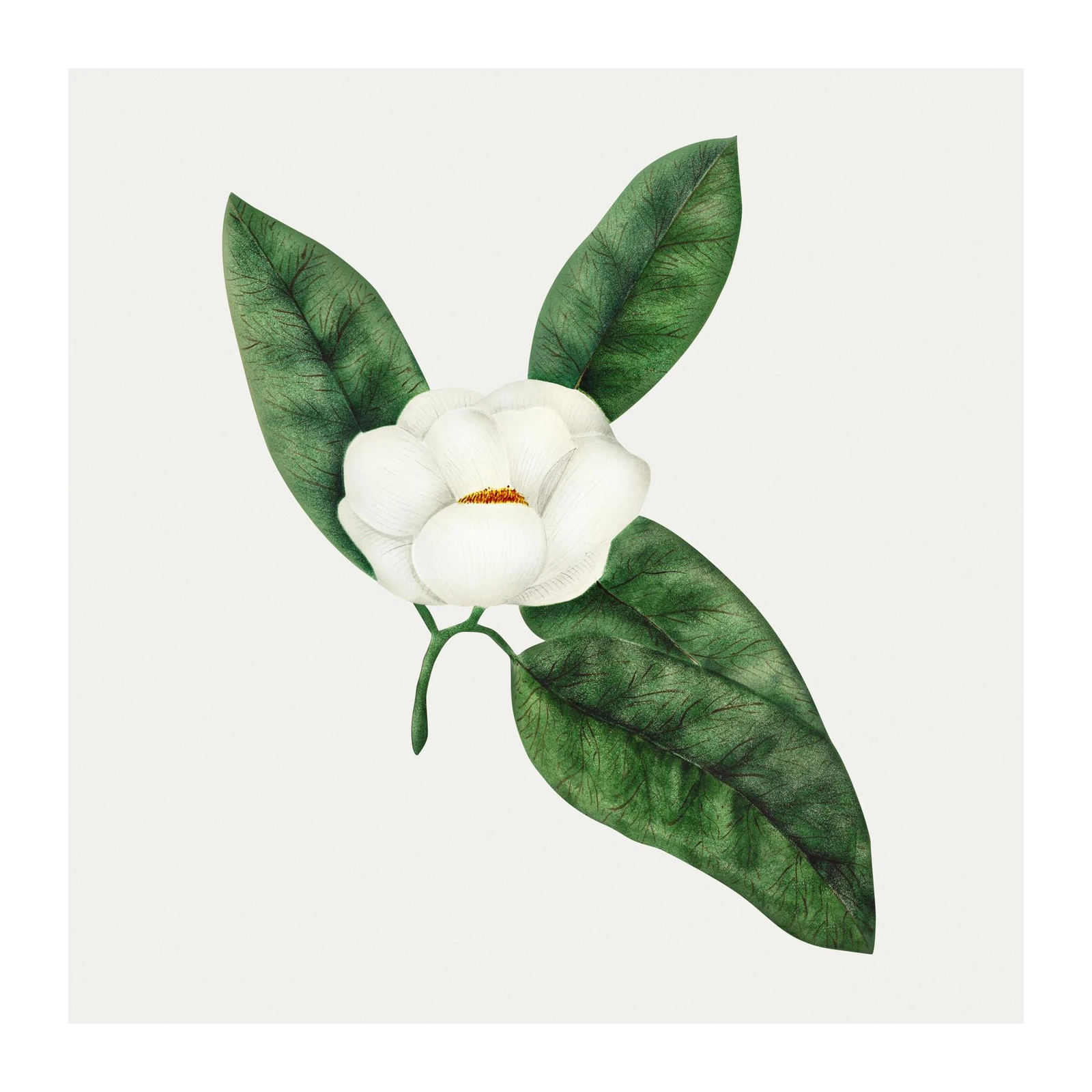 Elegant Magnolia Blossom Vintage Floral Wall Art
