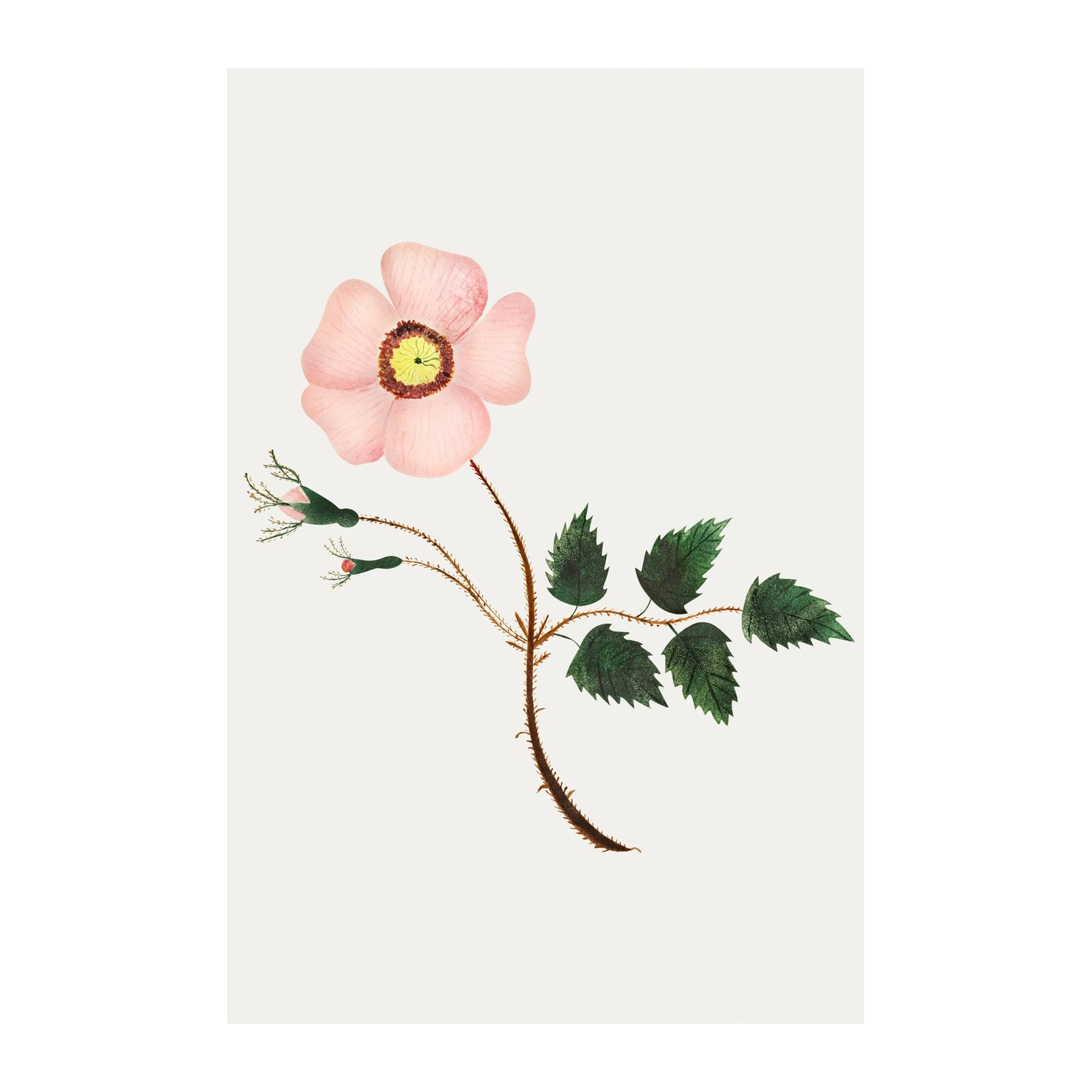 Vintage Botanical Pink Rose Wall Art