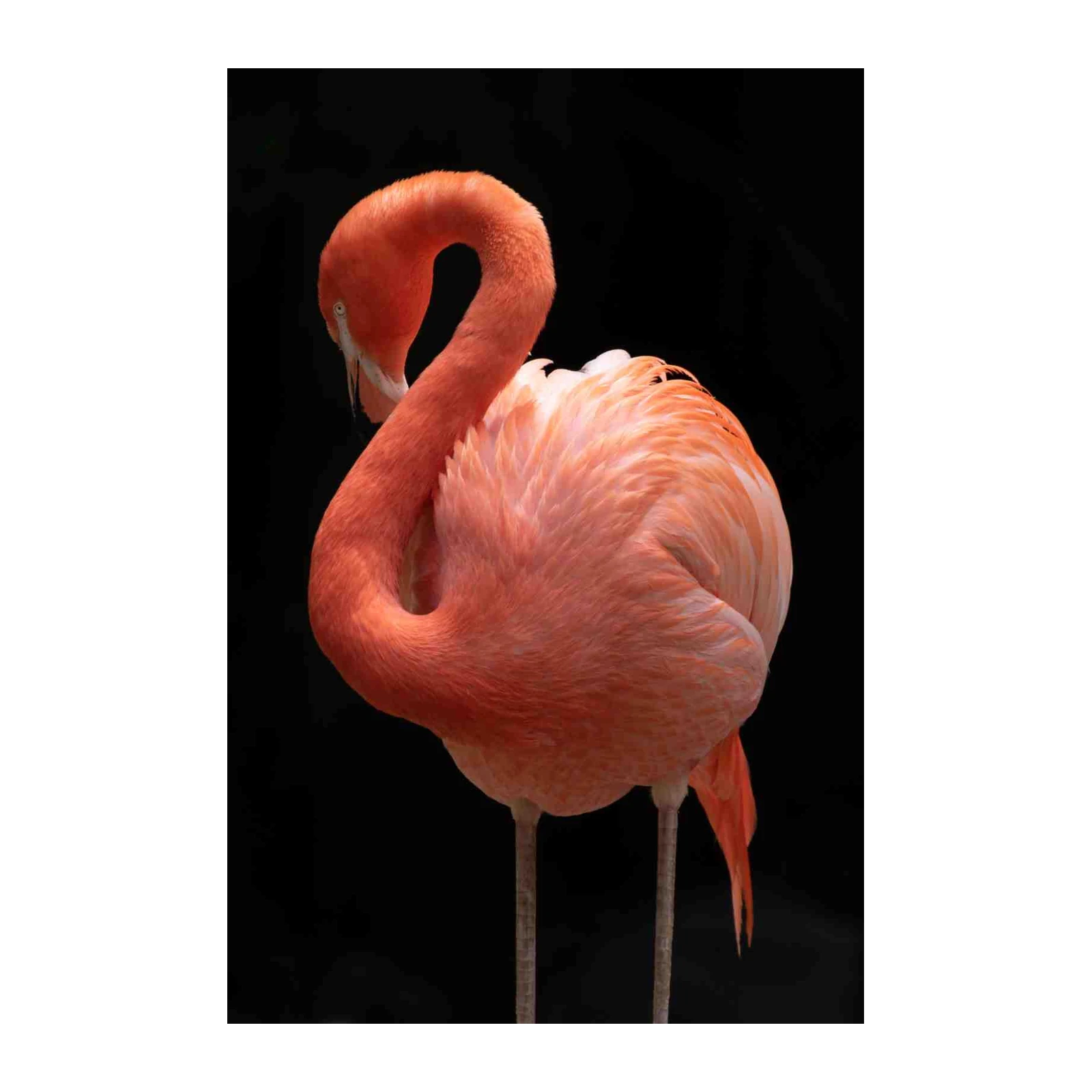 Elegant Flamingo Pose Wall Art