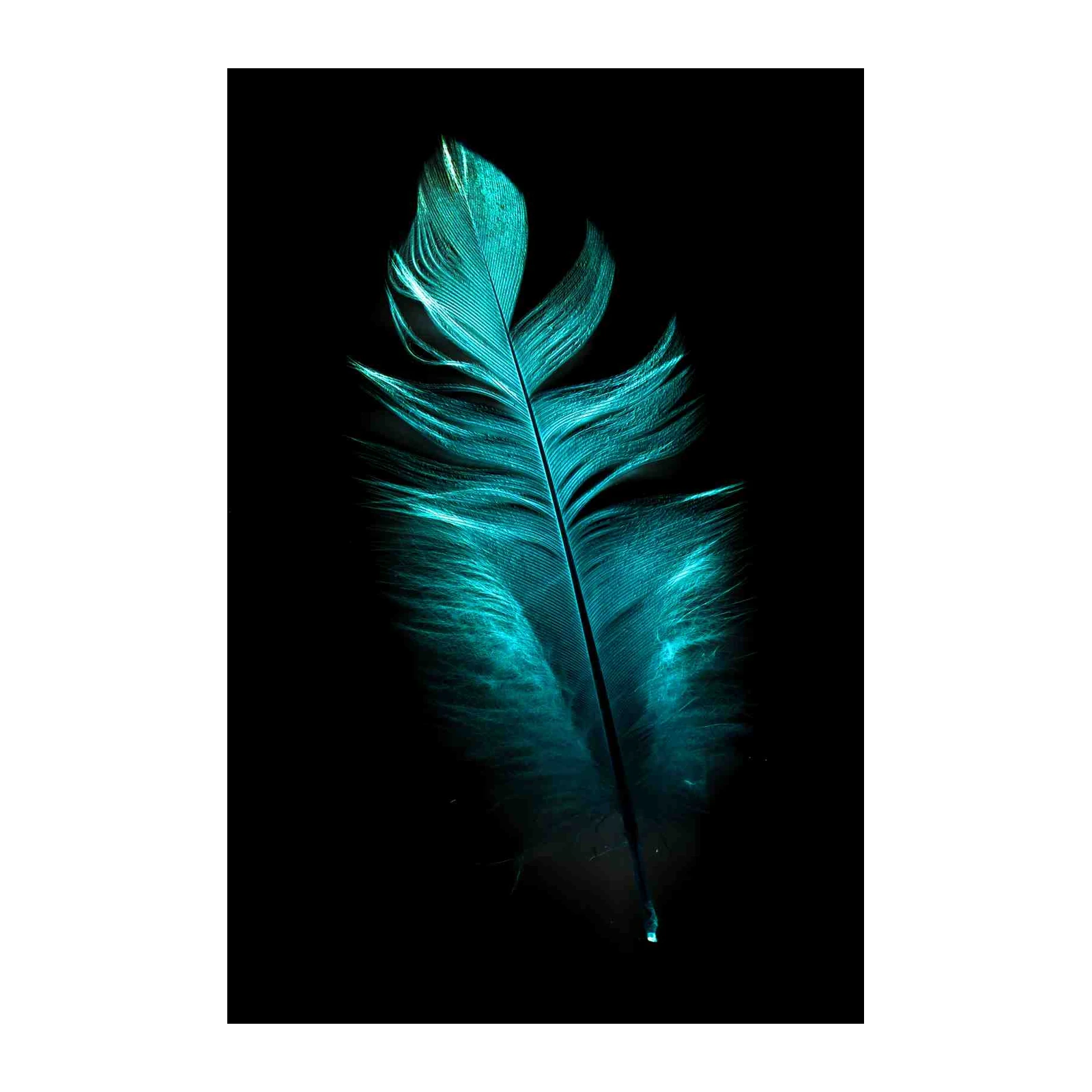 Aqua Feather Elegance Wall Art