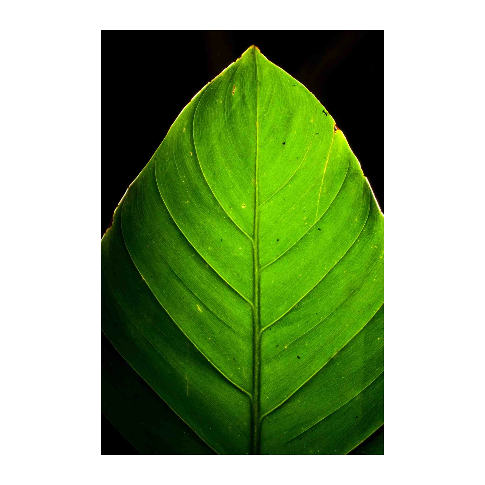 Vibrant Green Leaf Close-Up Wall Art