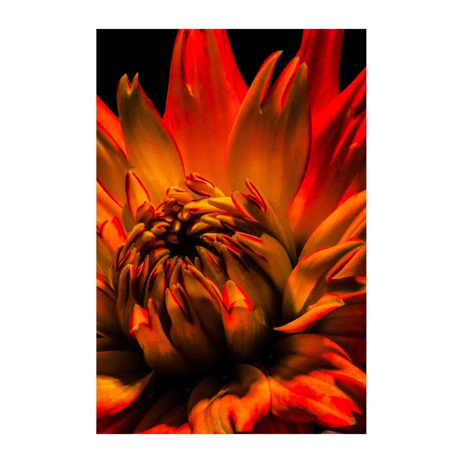 Vibrant Dahlia Abstract Floral Wall Art