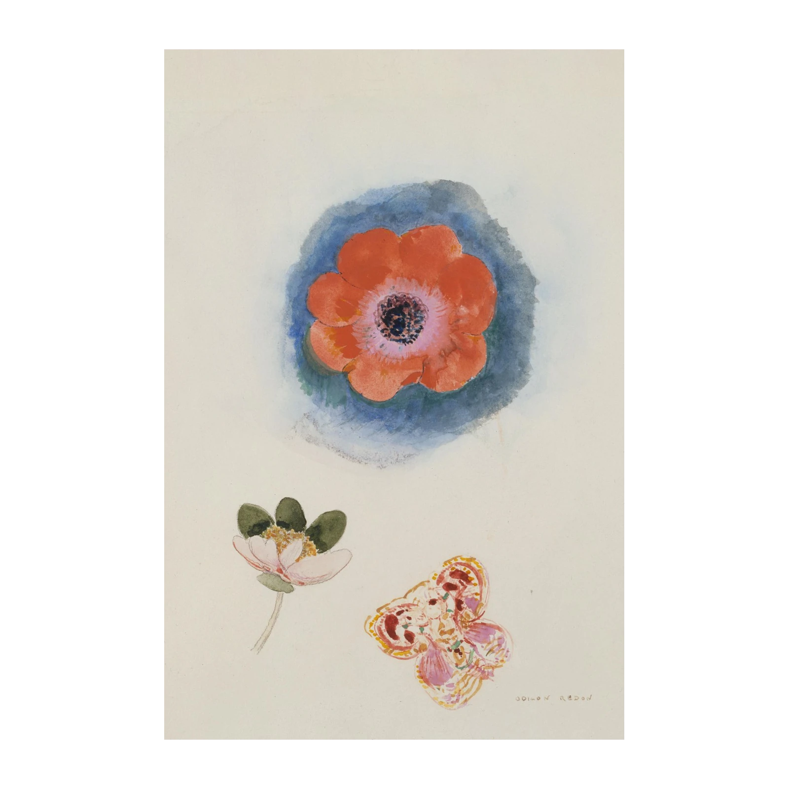 Vibrant Anemone Floral Study Wall Art
