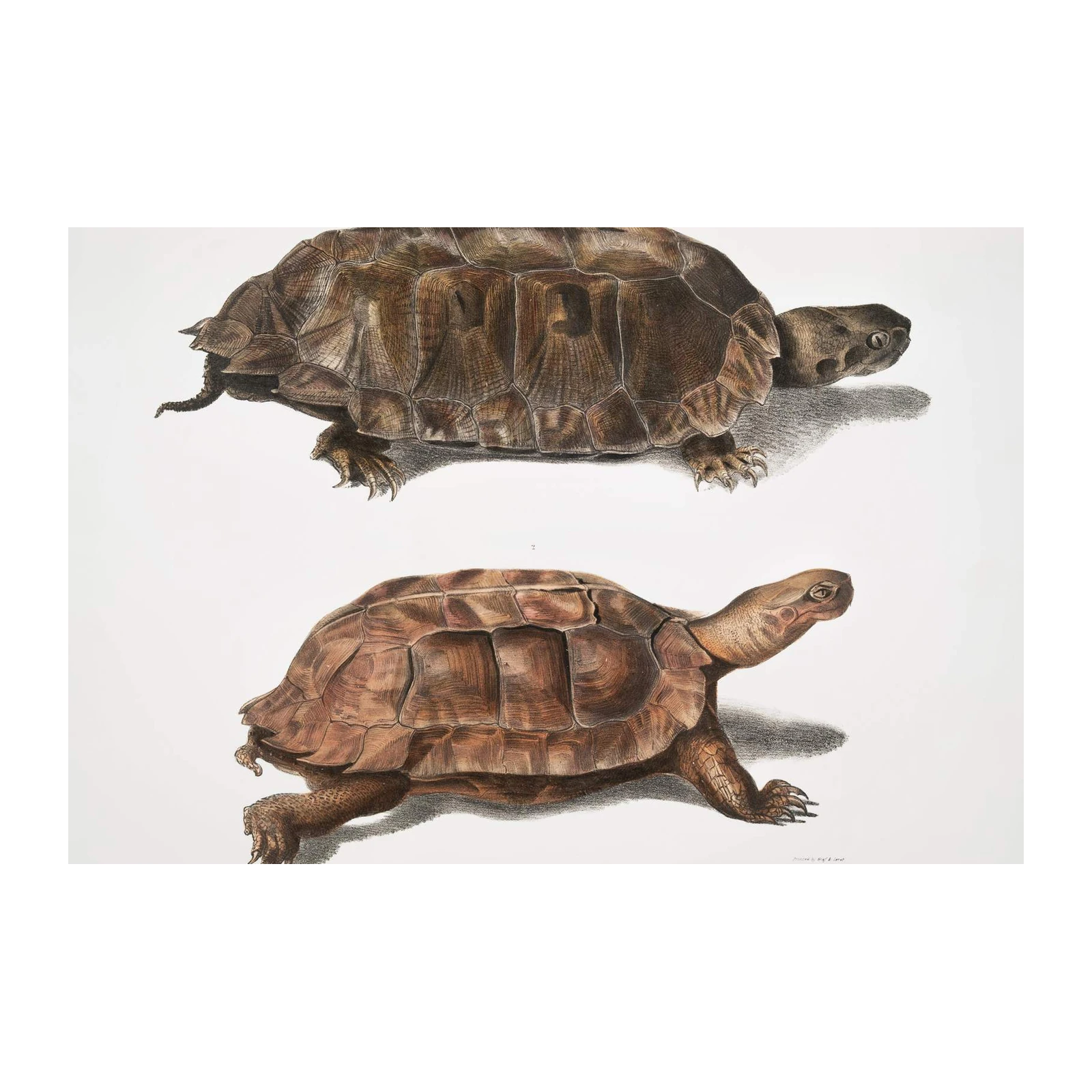 Vintage Tortoise Duo Botanical Art Wall Art