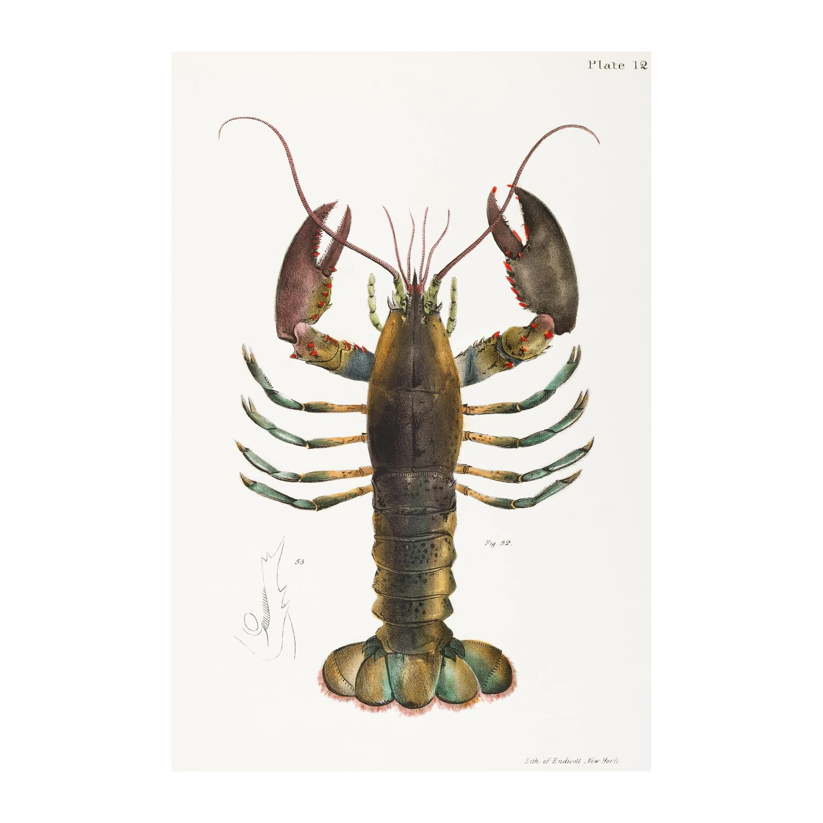 Vintage Lobster Illustration Wall Art