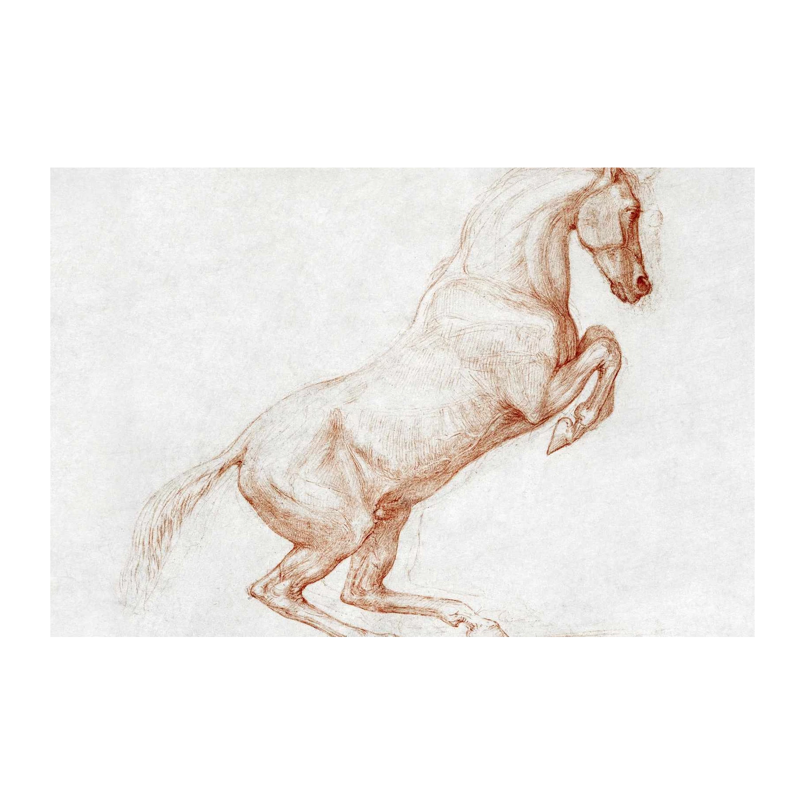 Majestic Rearing Horse Sketch Wall Art