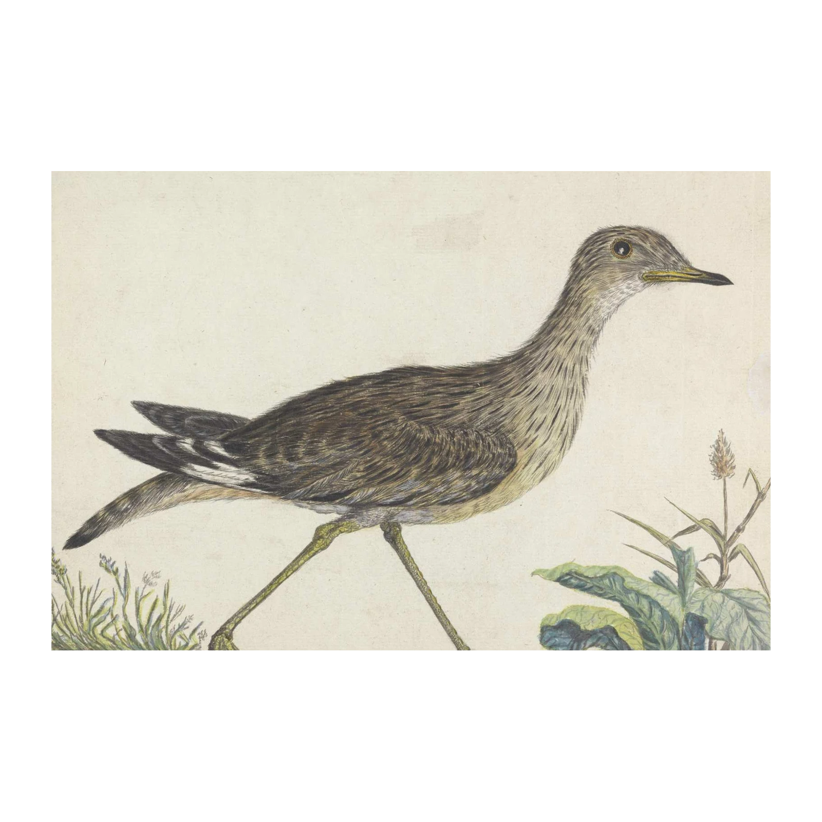 Vintage Bird Nature Art Wall Art