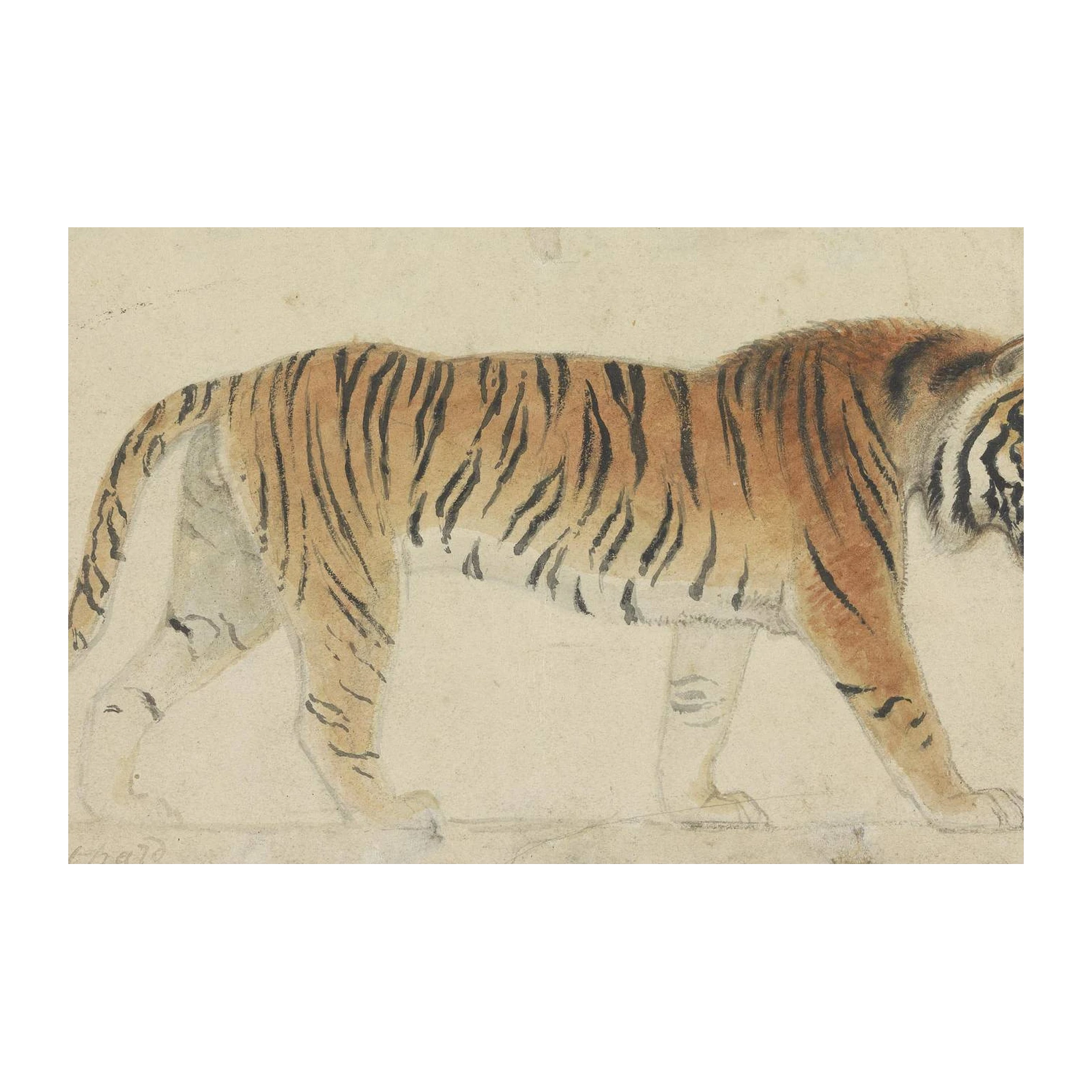 Majestic Tiger Walking Watercolour Wall Art