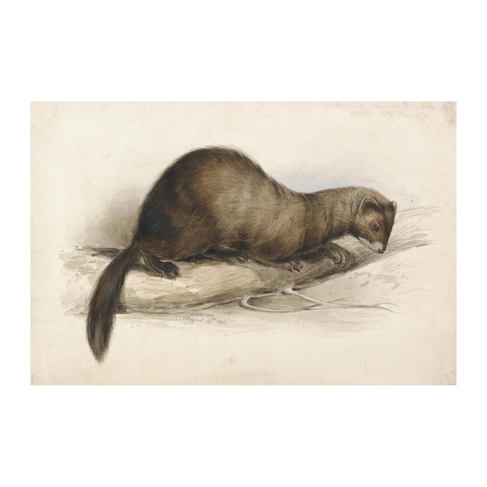 Vintage Ferret Study Wildlife Art Wall Art